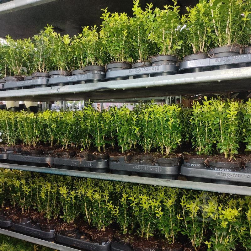 Растение Самшит 9х20 (шар) - фото 1