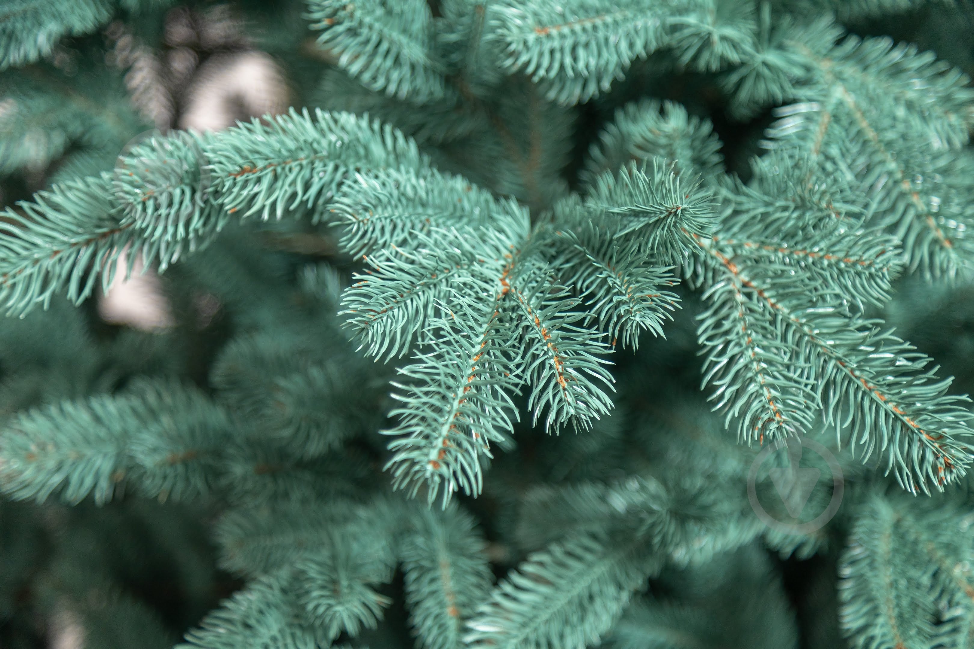 Штучна ялинка лита Ковалівська 2,50 м блакитний Siga Group - фото 14 Штучна ялинка лита Ковалівська 2,50 м блакитний Siga Group - фото 14