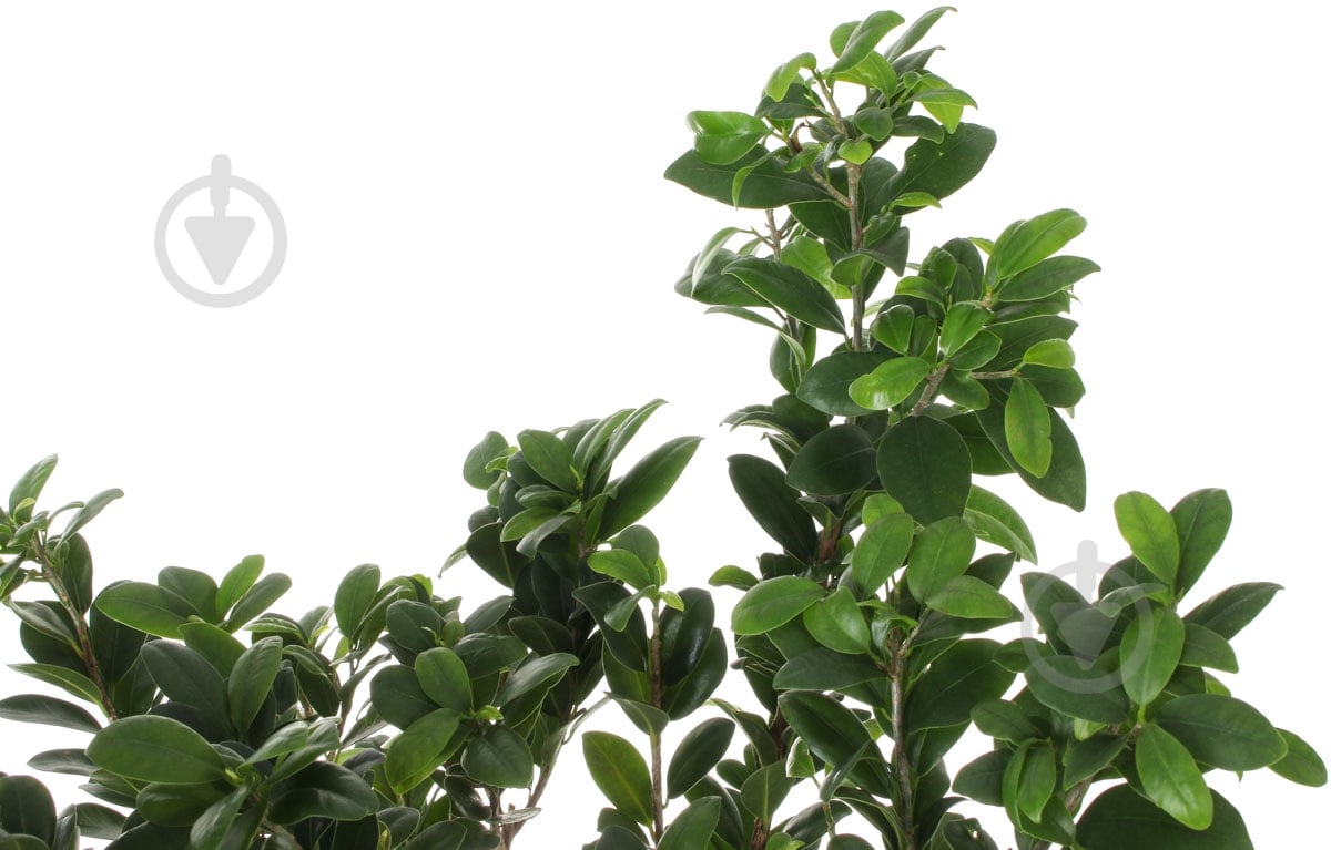 Растение Бонсай 23х55 см - фото 2 Растение Бонсай 23х55 см - фото 2