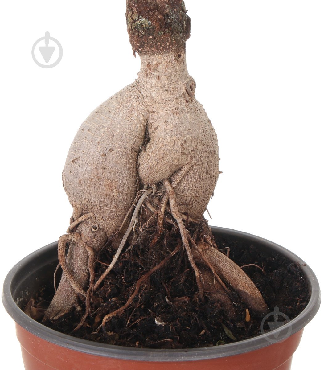 Растение Бонсай 23х55 см - фото 4 Растение Бонсай 23х55 см - фото 4