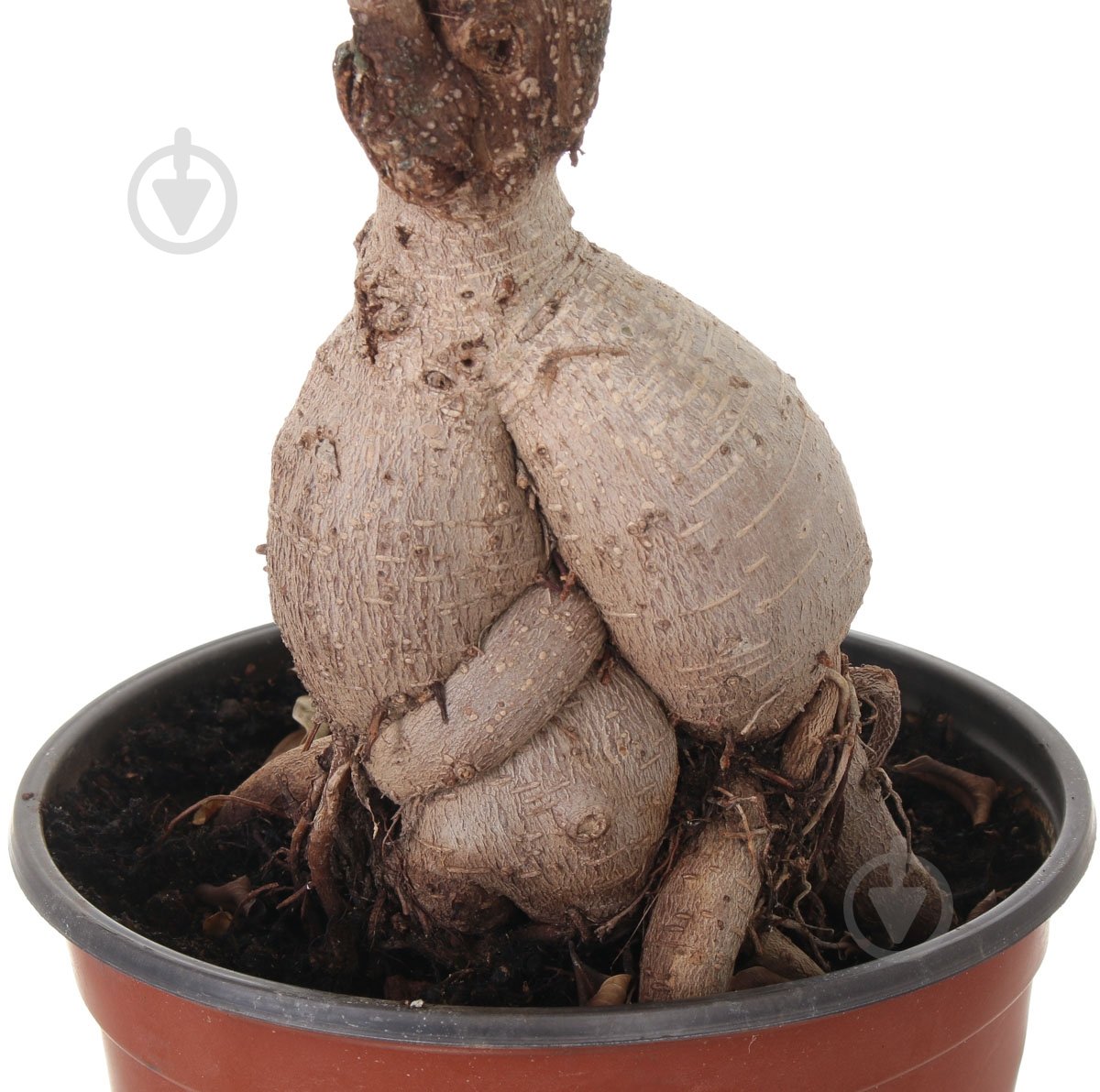 Растение Бонсай 23х55 см - фото 3 Растение Бонсай 23х55 см - фото 3