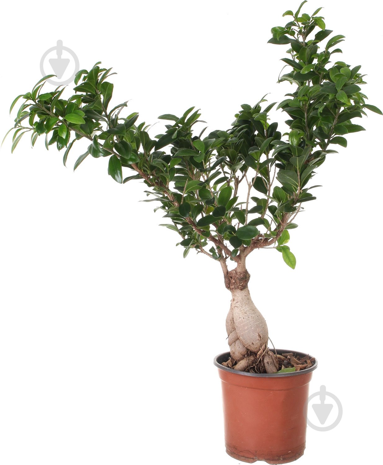 Растение Бонсай 23х55 см - фото 1 Растение Бонсай 23х55 см - фото 1