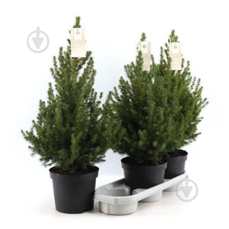 Растение Ель 15х55 Perfecta - фото 1