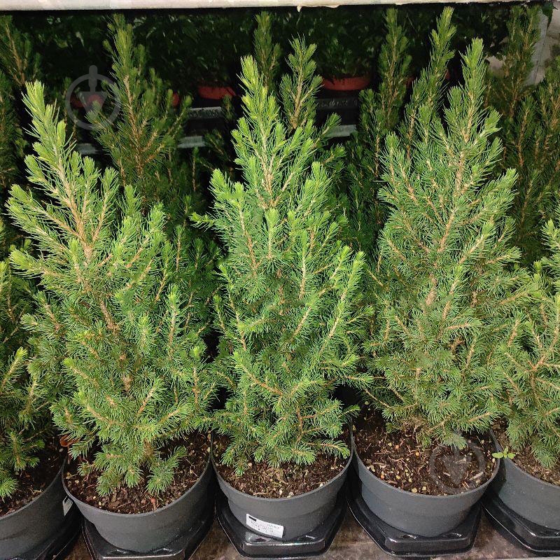 Растение Ель 19х60-75 Conica - фото 1 Растение Ель 19х60-75 Conica - фото 1