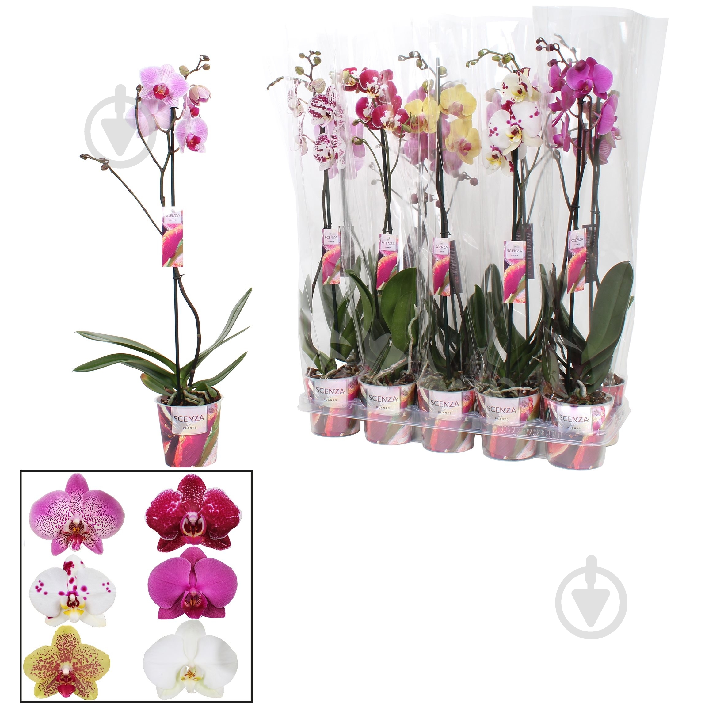 Растение Фаленопсис 1 ствол Scenza В80 - фото 1