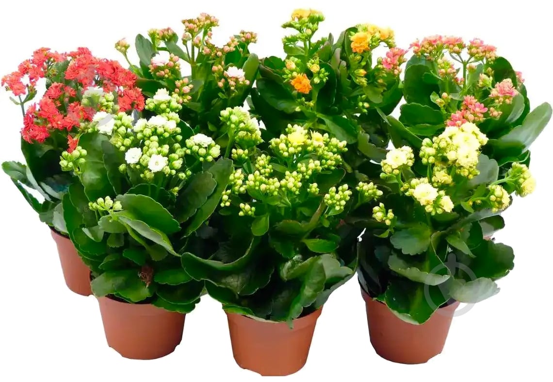 Растение Каланхое микс Д10,5 - фото 1 Растение Каланхое микс Д10,5 - фото 1