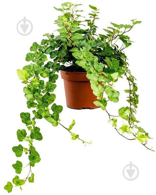 Растение Плющ микс d13 - фото 1