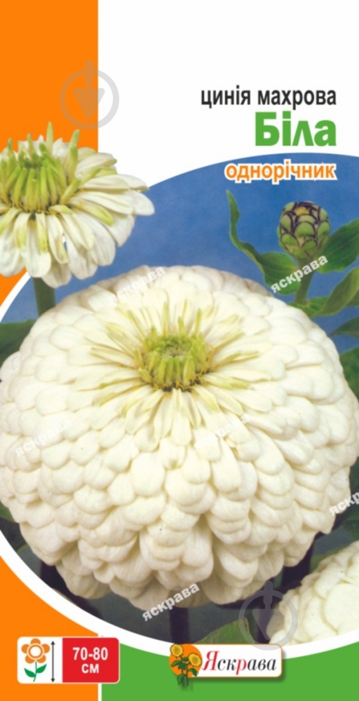 Семена Яскрава цинния махровая белая 0,5 г - фото 1