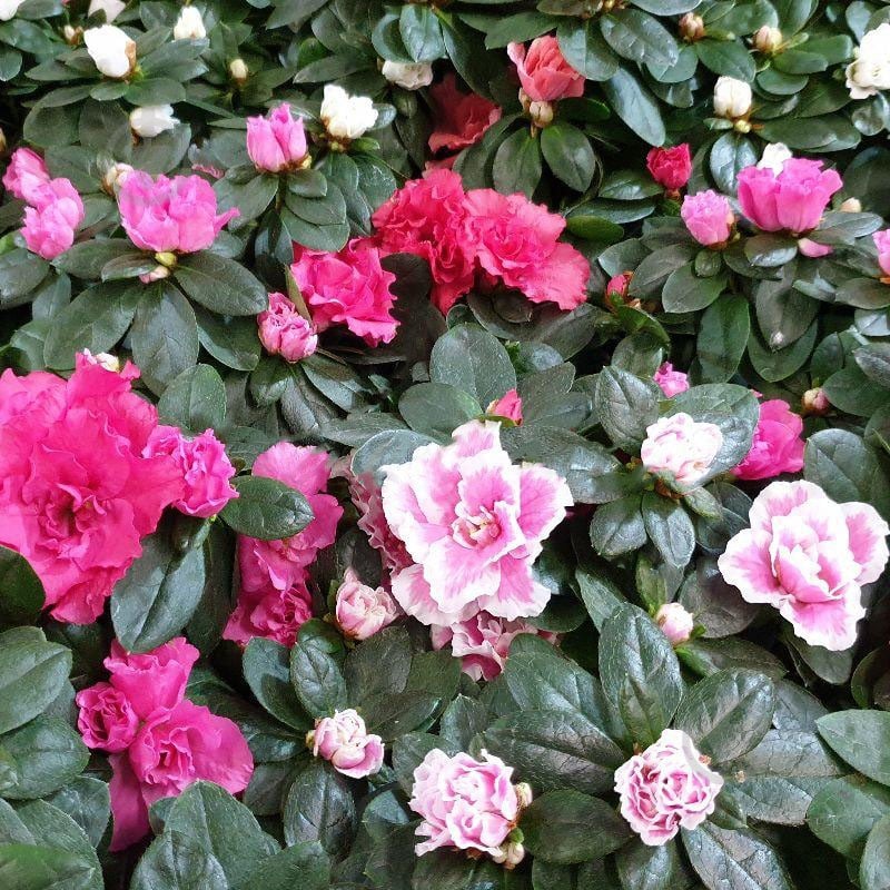 Растение Азалия 14х30 микс - фото 1