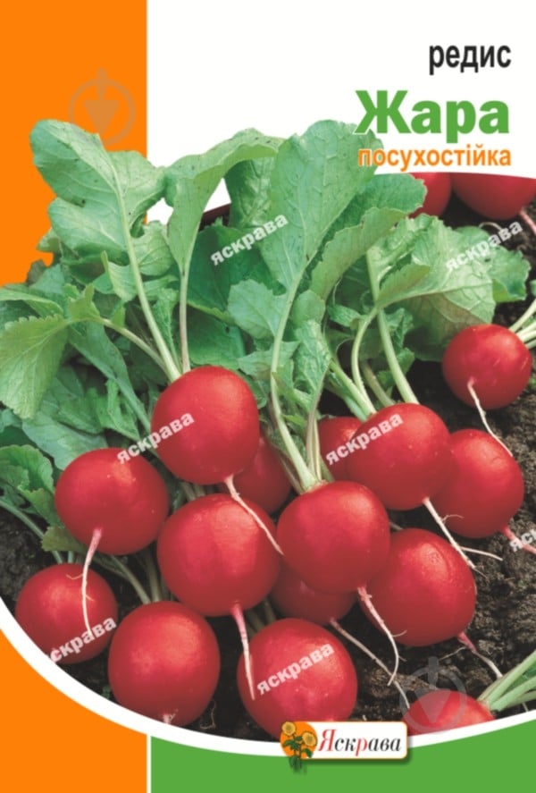 Семена Яскрава редис Жара 20 г (4823069898427) - фото 1 Семена Яскрава редис Жара 20 г (4823069898427) - фото 1