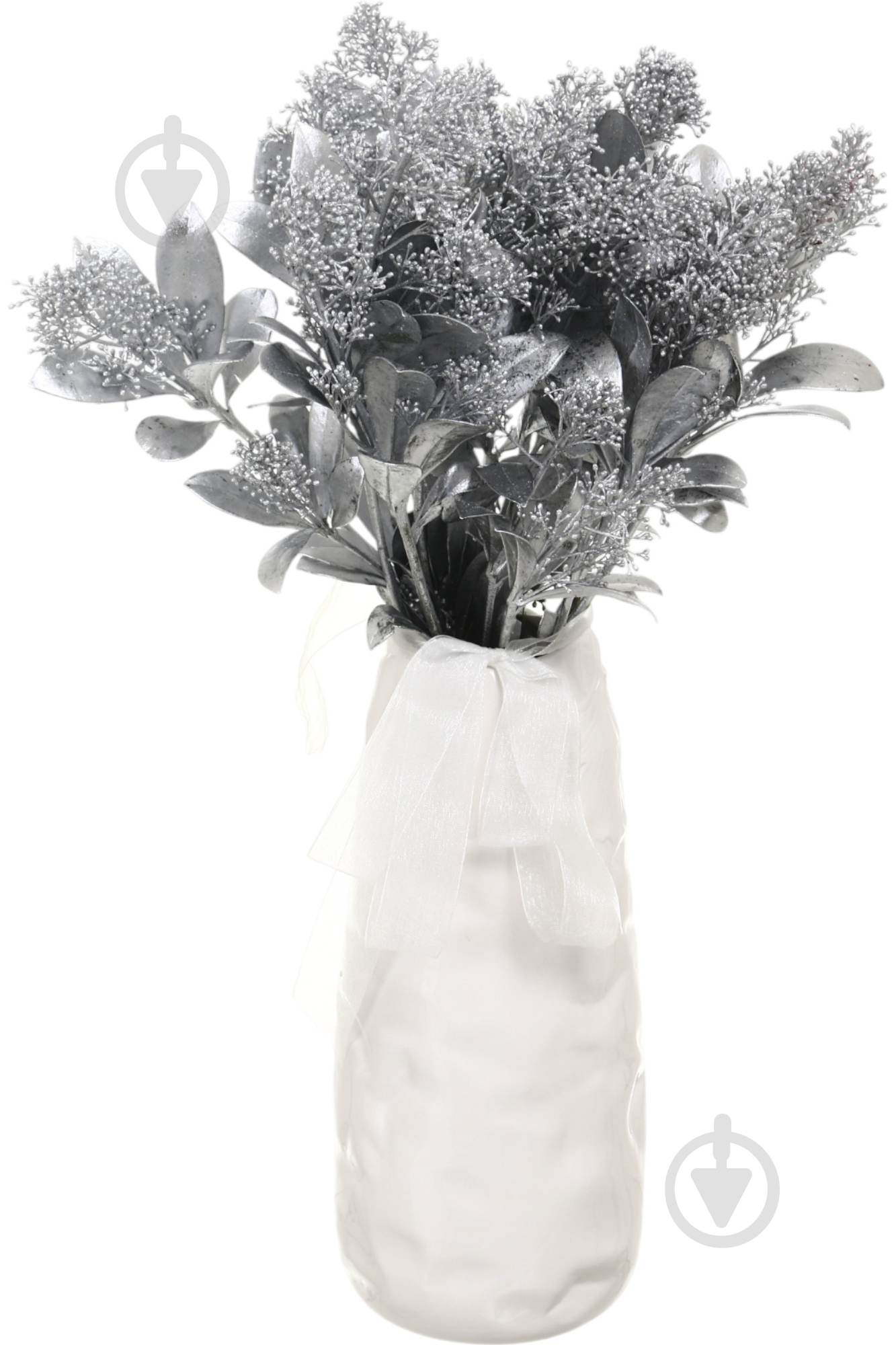 Скиммия серебряная (Нидерланды) - фото 3