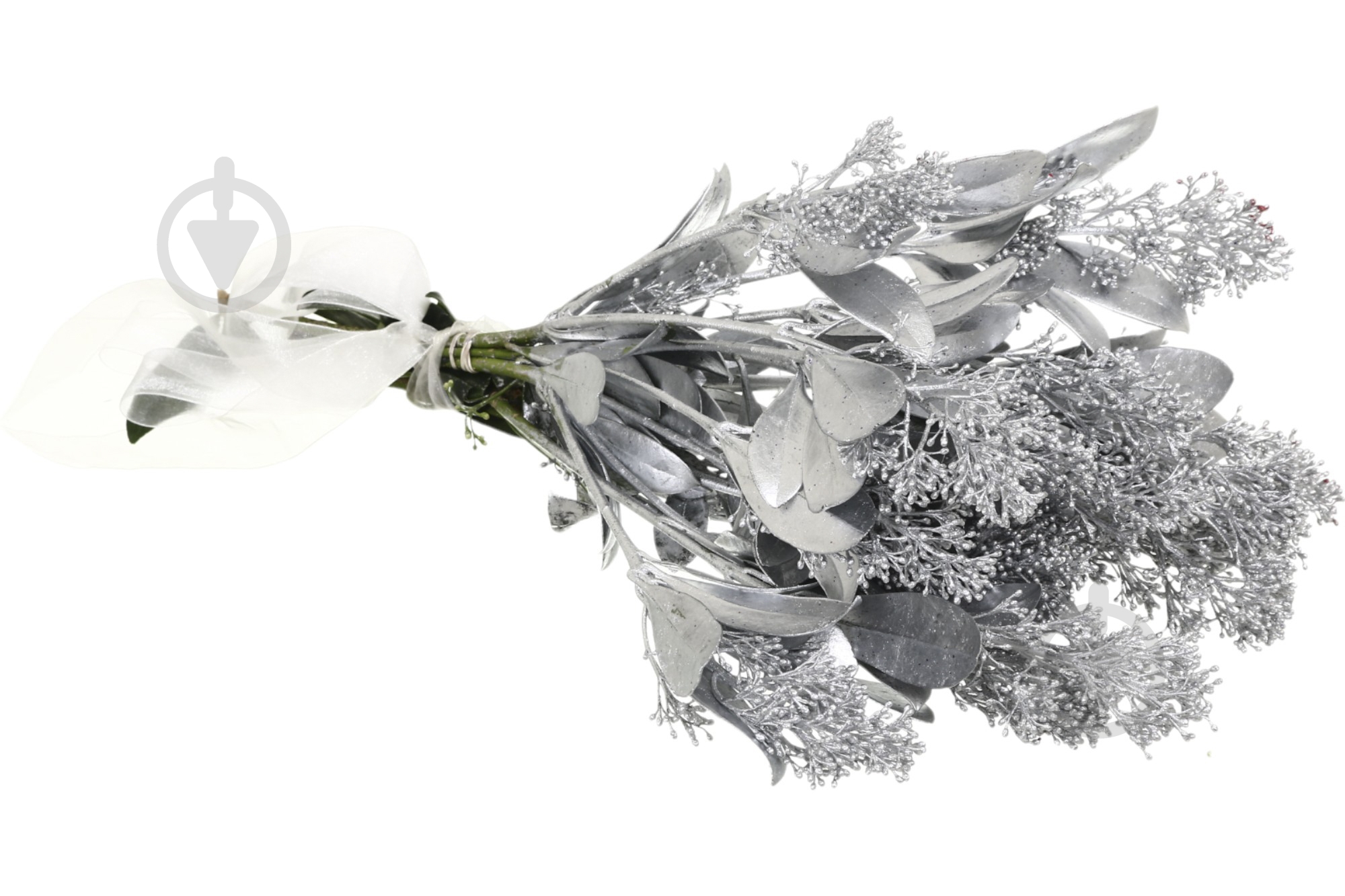 Скиммия серебряная (Нидерланды) - фото 2