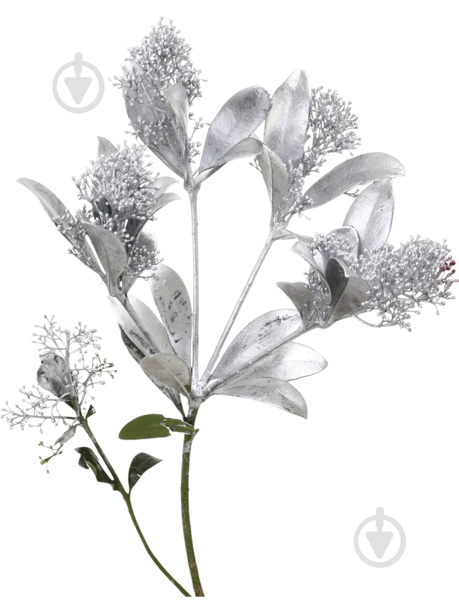 Скиммия серебряная (Нидерланды) - фото 1