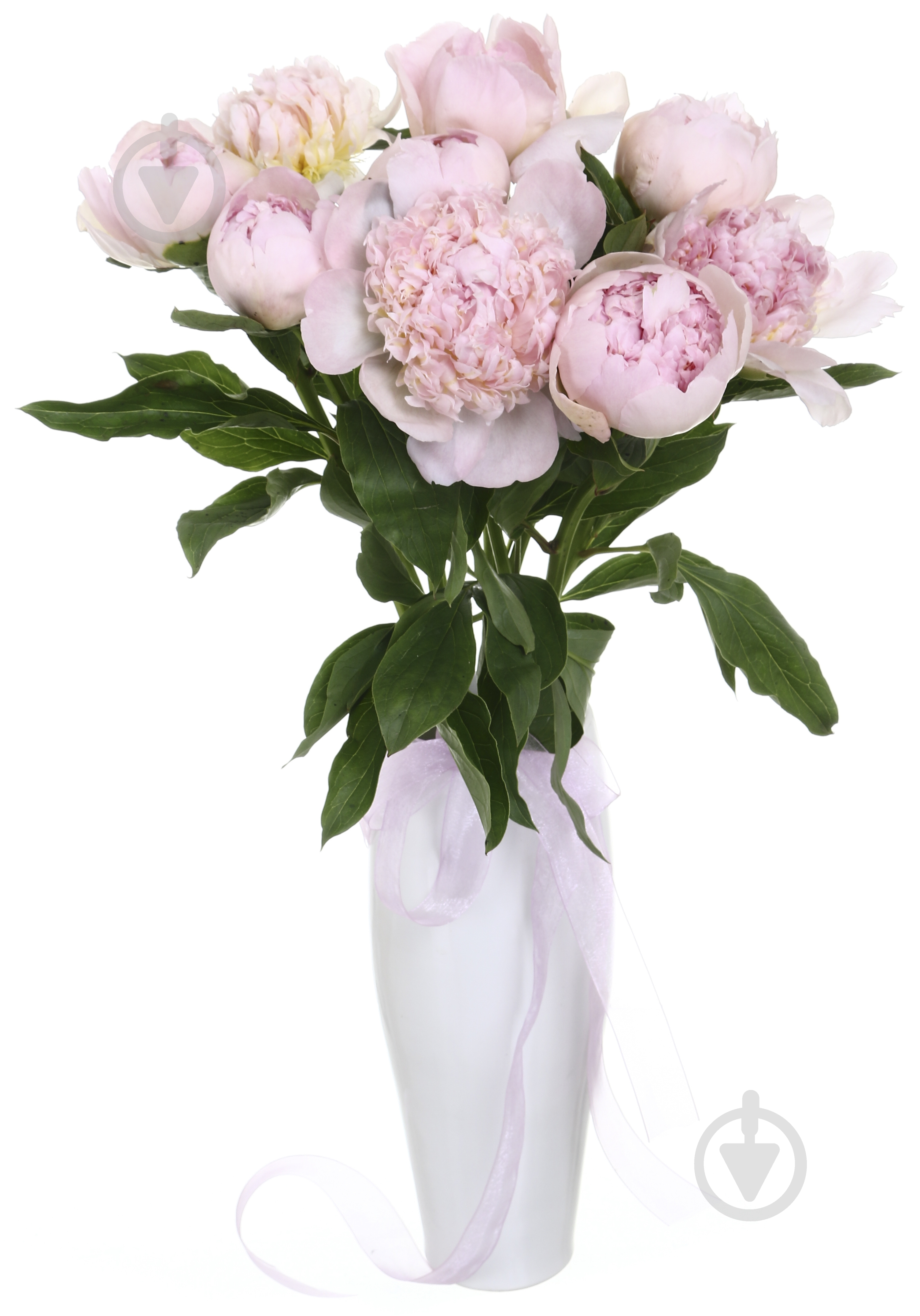 Пион Gardenia шампань (Нидерланды) - фото 5