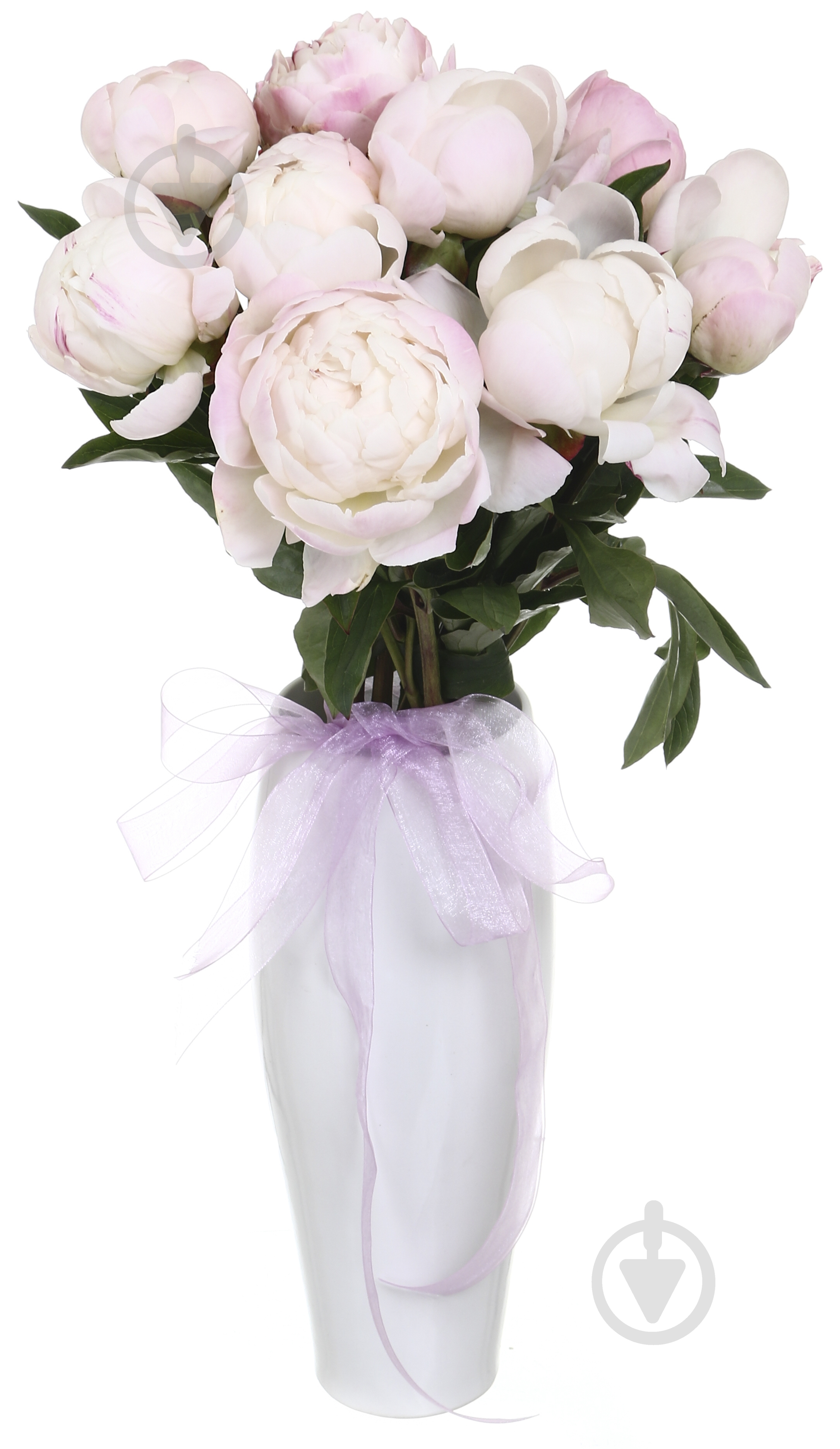 Пион Gardenia шампань (Нидерланды) - фото 3