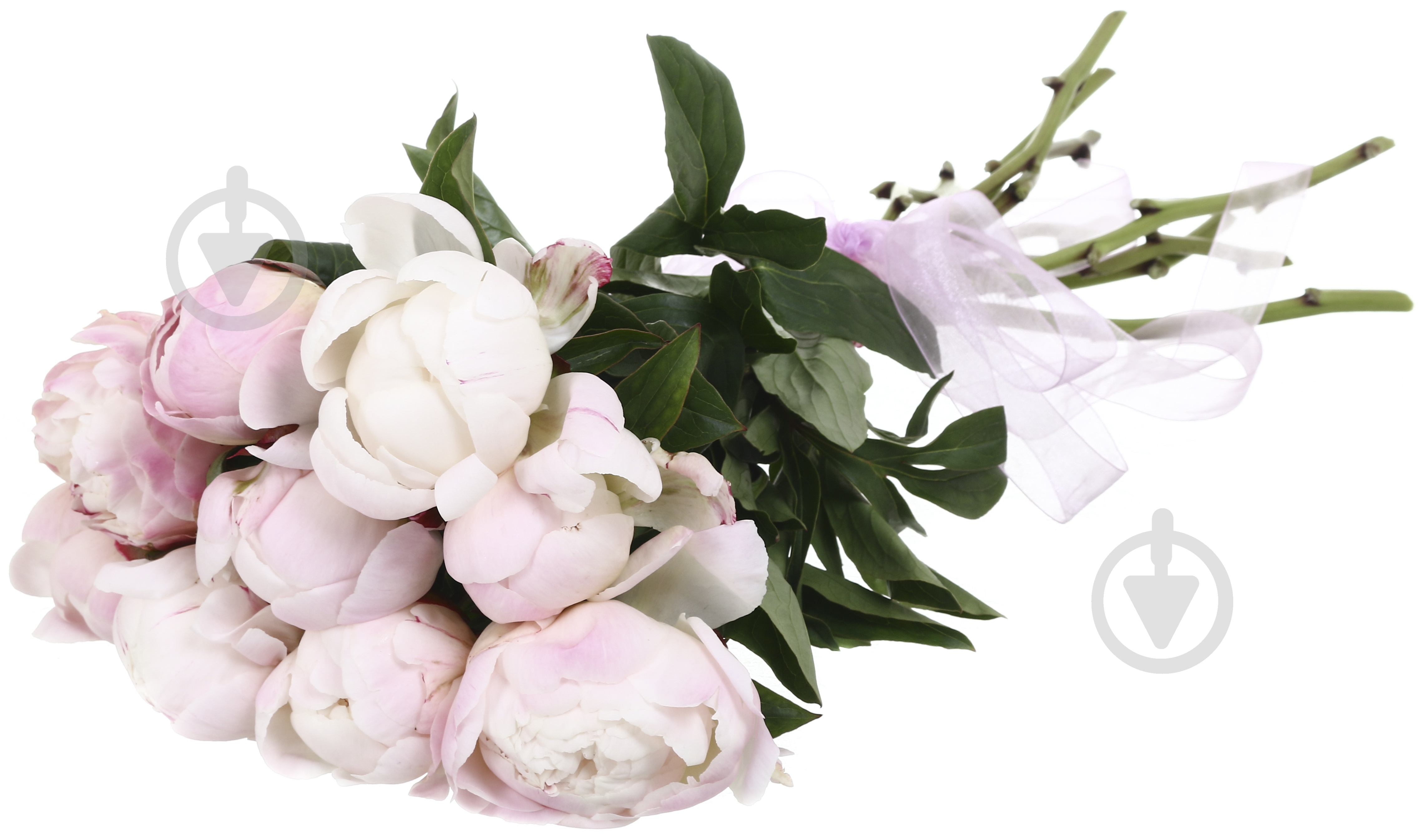 Пион Gardenia шампань (Нидерланды) - фото 4