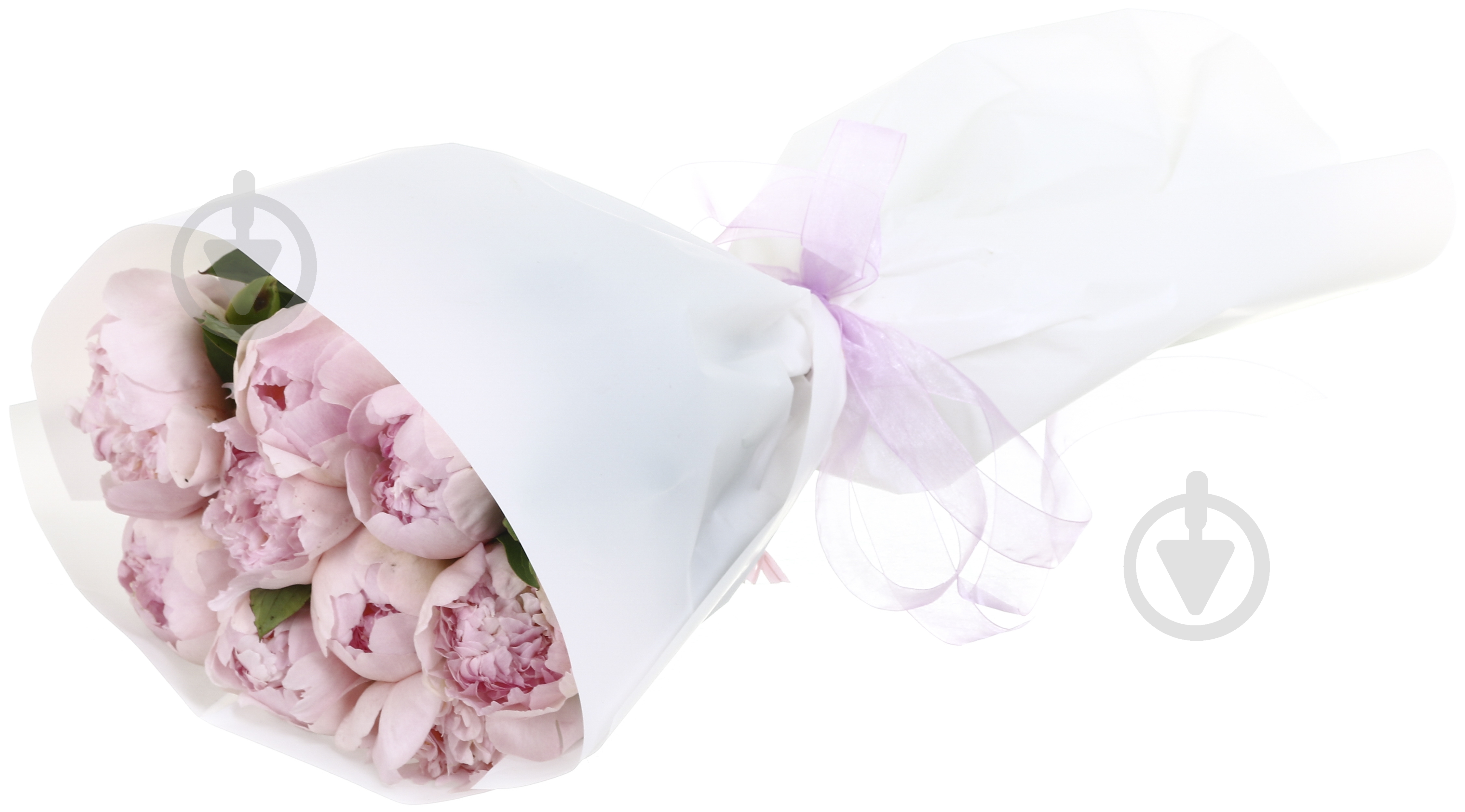 Пион Gardenia шампань (Нидерланды) - фото 2