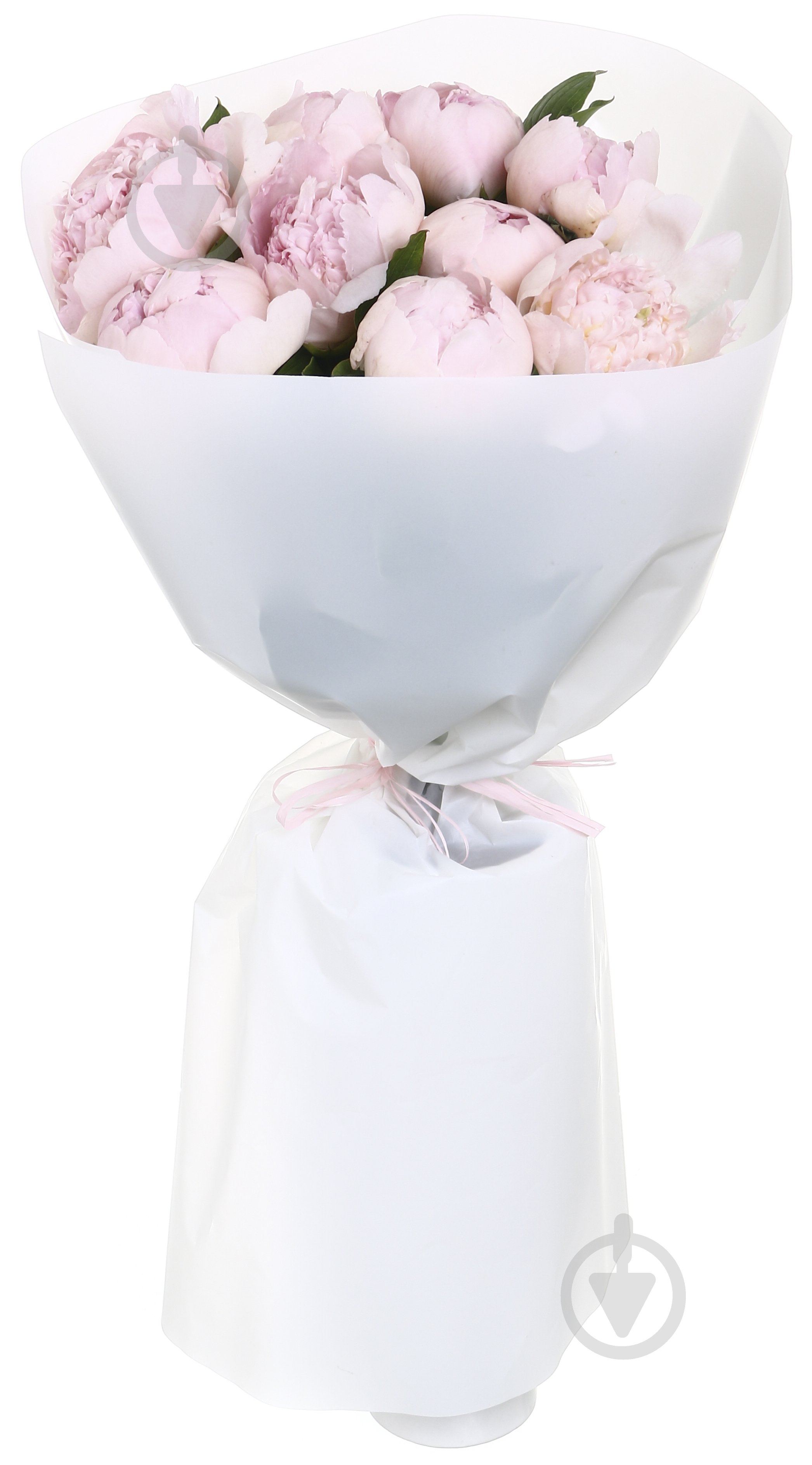 Пион Gardenia шампань (Нидерланды) - фото 1