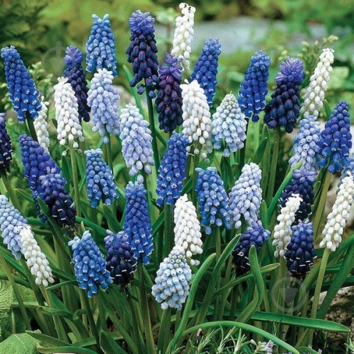 Цибулина Яскрава Мускарі Суміш 5 шт. - фото 1