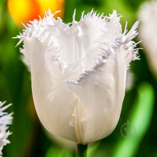 Луковица Яскрава Тюльпан бахромчатый Honeymoon 3 шт. - фото 1 Луковица Яскрава Тюльпан бахромчатый Honeymoon 3 шт. - фото 1