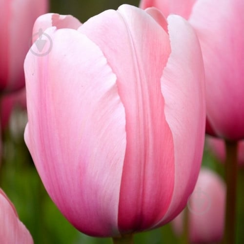 Луковица Яскрава Тюльпан триумф Salmon Impression 3 шт. - фото 1