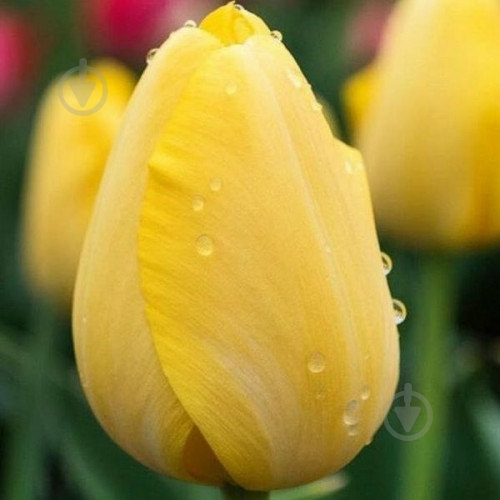 Луковица Яскрава Тюльпан триумф Strong Gold 3 шт. - фото 1 Луковица Яскрава Тюльпан триумф Strong Gold 3 шт. - фото 1