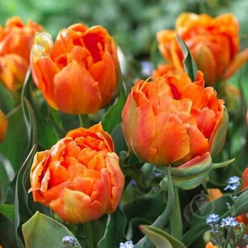 Луковица Яскрава Тюльпан махровый Orca 3 шт. - фото 1 Луковица Яскрава Тюльпан махровый Orca 3 шт. - фото 1