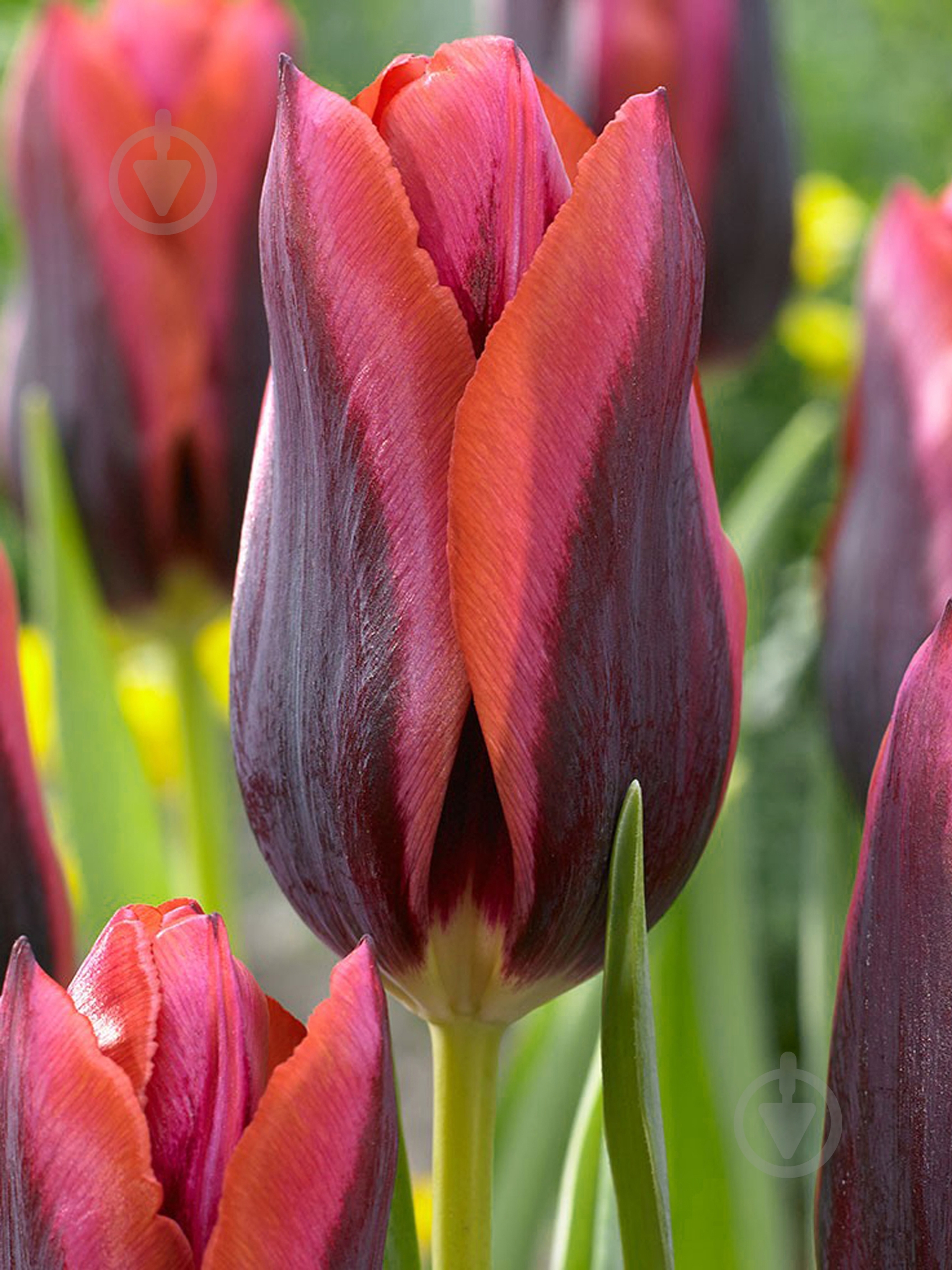 Луковица TUBERBULB Export B.V. тюльпана триумф Слава 3 шт. - фото 1