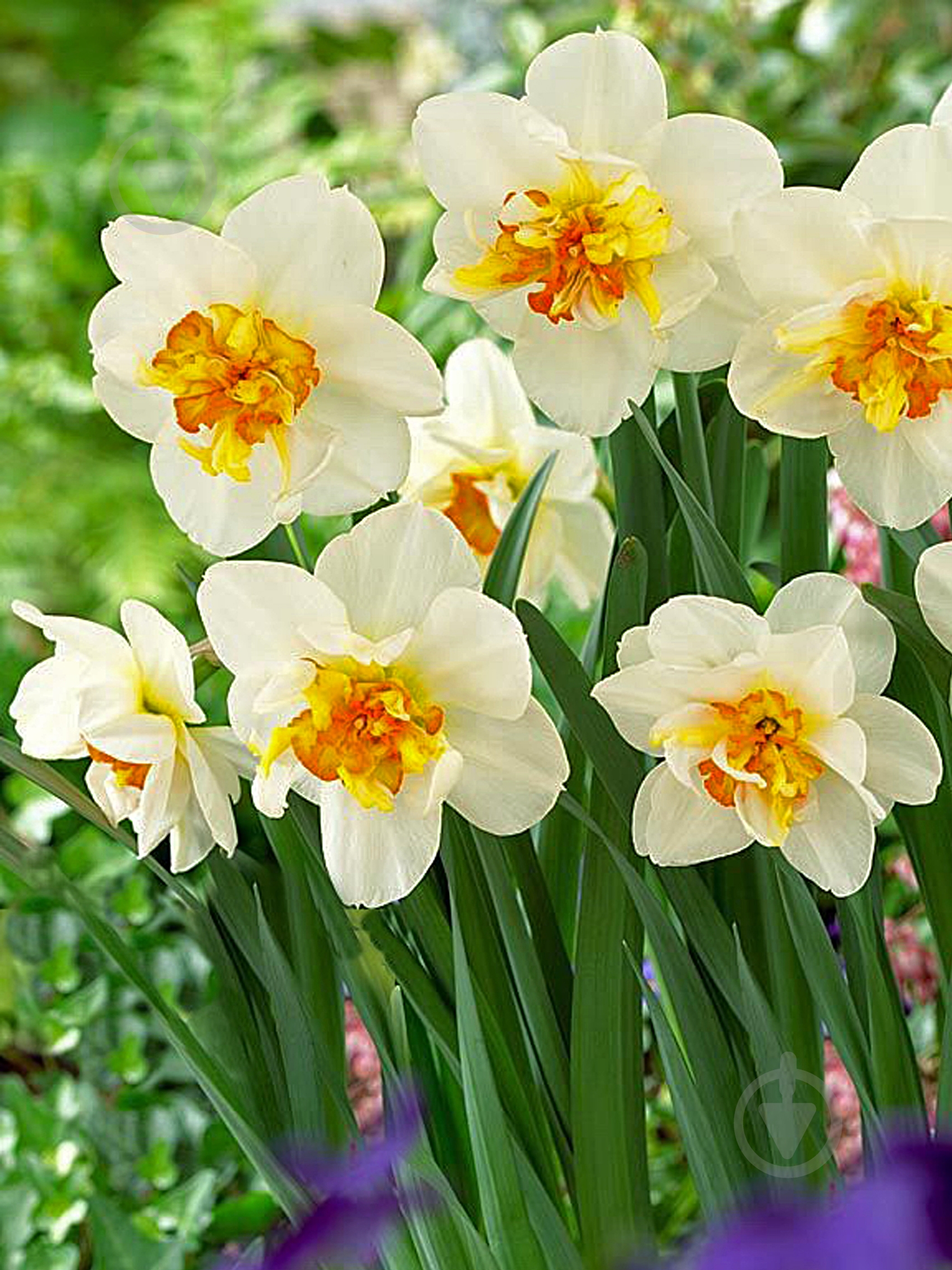 Луковица TUBERBULB Export B.V. нарцисса Шарлотт Врибург 3 шт. - фото 1