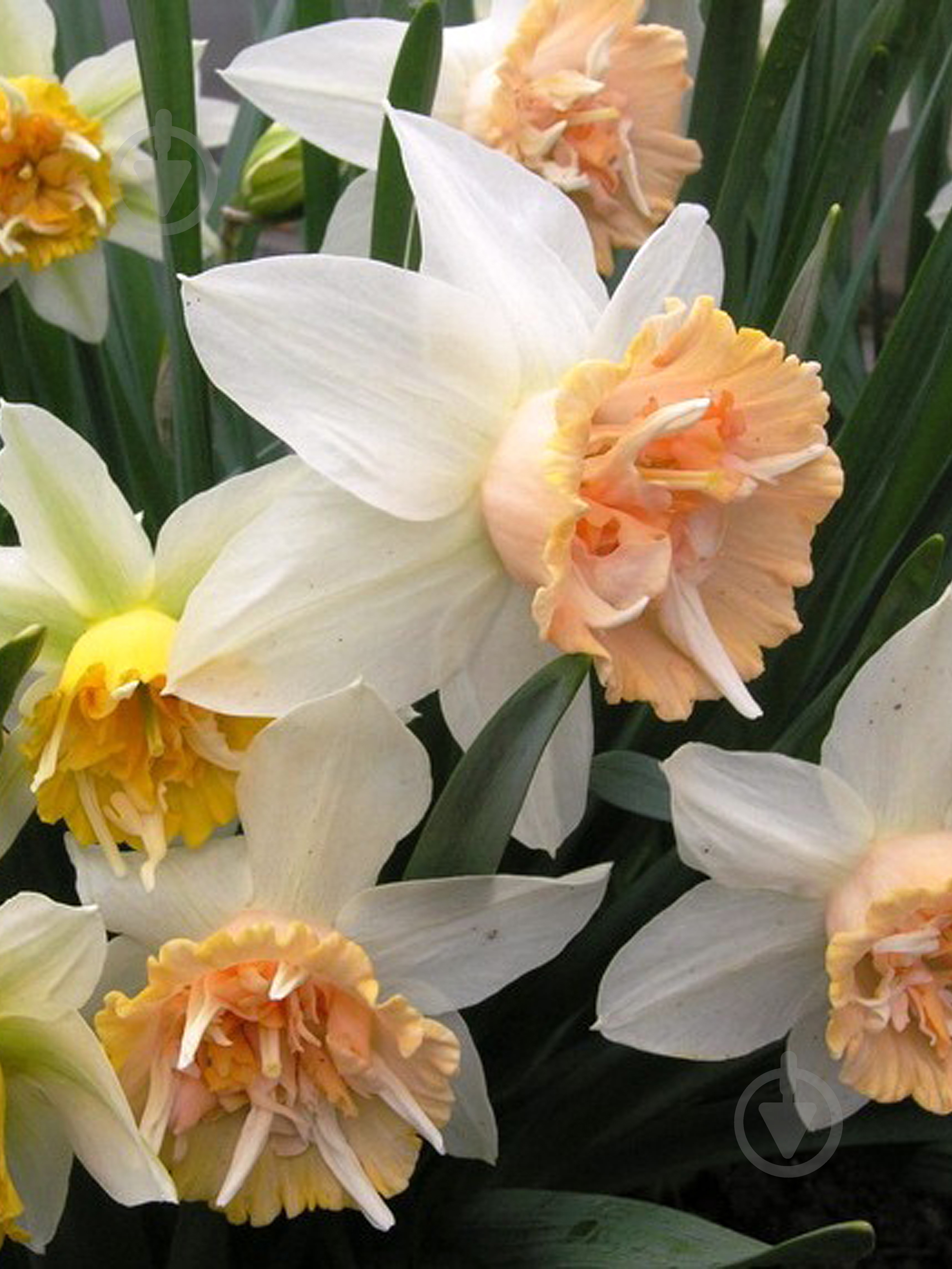 Луковица TUBERBULB Export B.V. нарцисса Петит Фо 1 шт. - фото 1