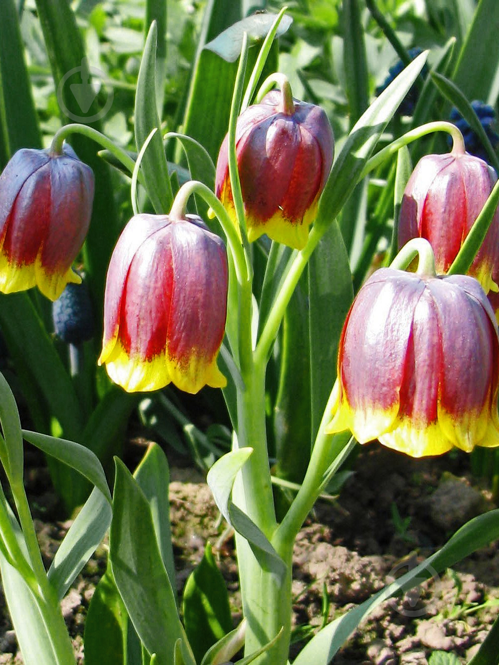 Луковица TUBERBULB Export B.V. рябчика Ува Вулпис 7 шт. - фото 1