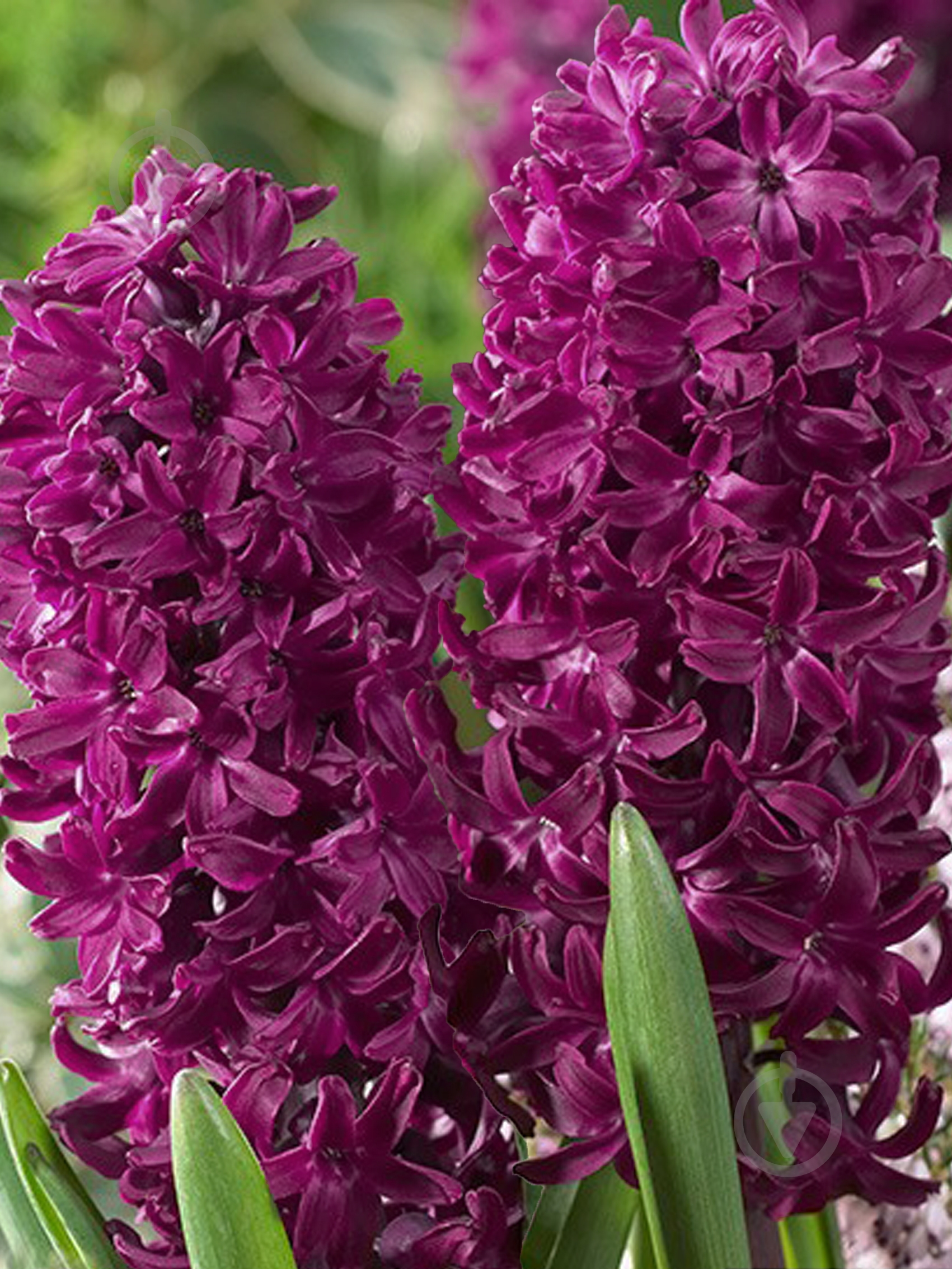 Луковица TUBERBULB Export B.V. гиацинта Вудсток 2 шт. - фото 1