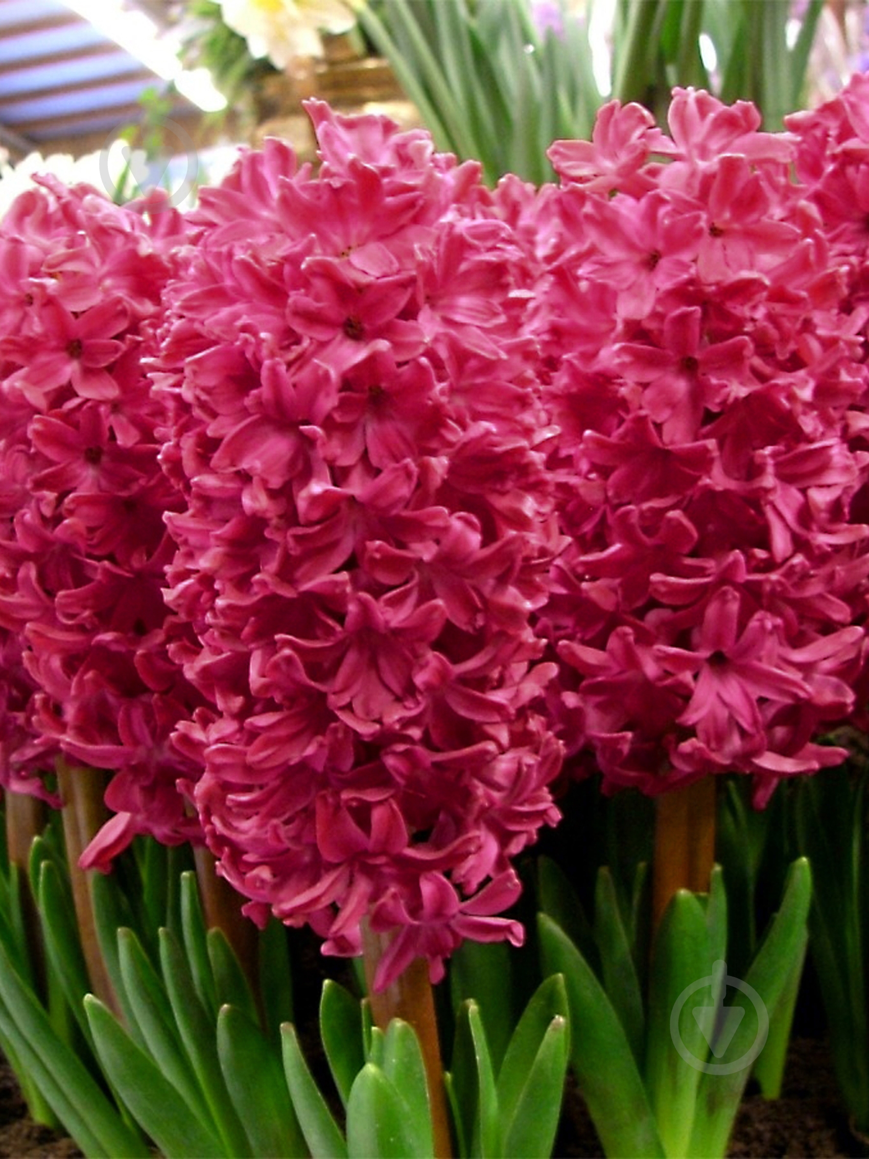 Цибулина TUBERBULB Export B.V. гіацинта Ян Бос 2 шт. - фото 1