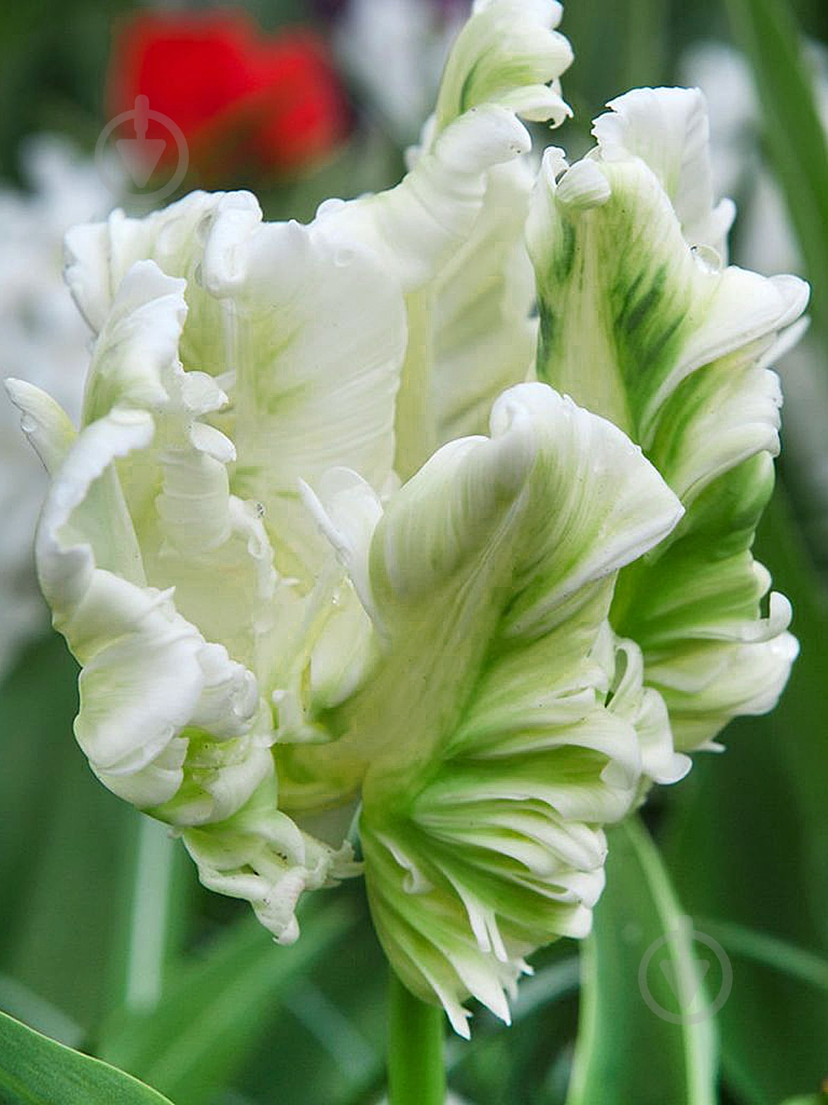 Цибулина TUBERBULB Export B.V. тюльпана папугового Супер Паррот 3 шт. - фото 1 Цибулина TUBERBULB Export B.V. тюльпана папугового Супер Паррот 3 шт. - фото 1