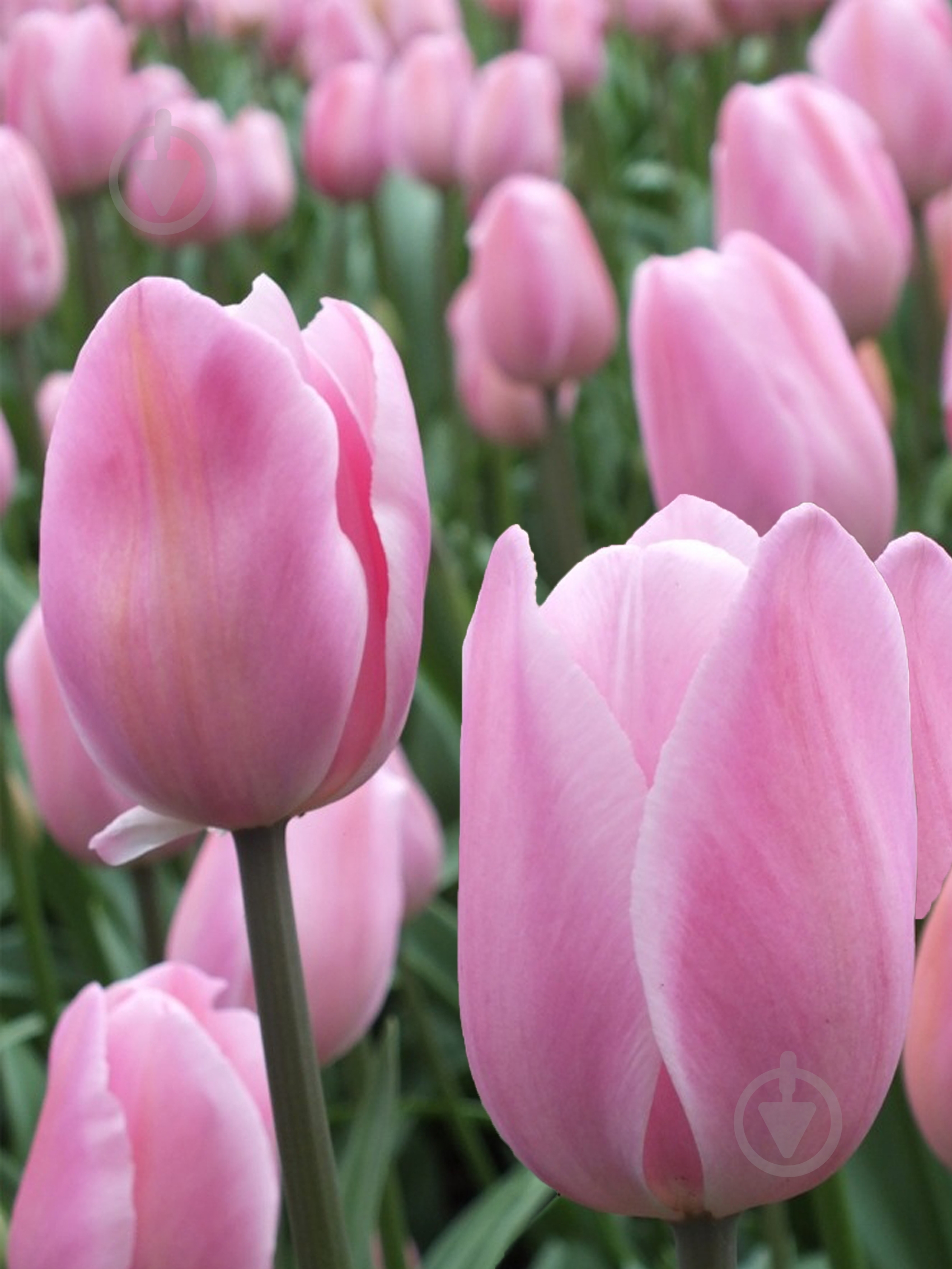 Луковица TUBERBULB Export B.V. тюльпана триумф Росали 3 шт. - фото 1 Луковица TUBERBULB Export B.V. тюльпана триумф Росали 3 шт. - фото 1