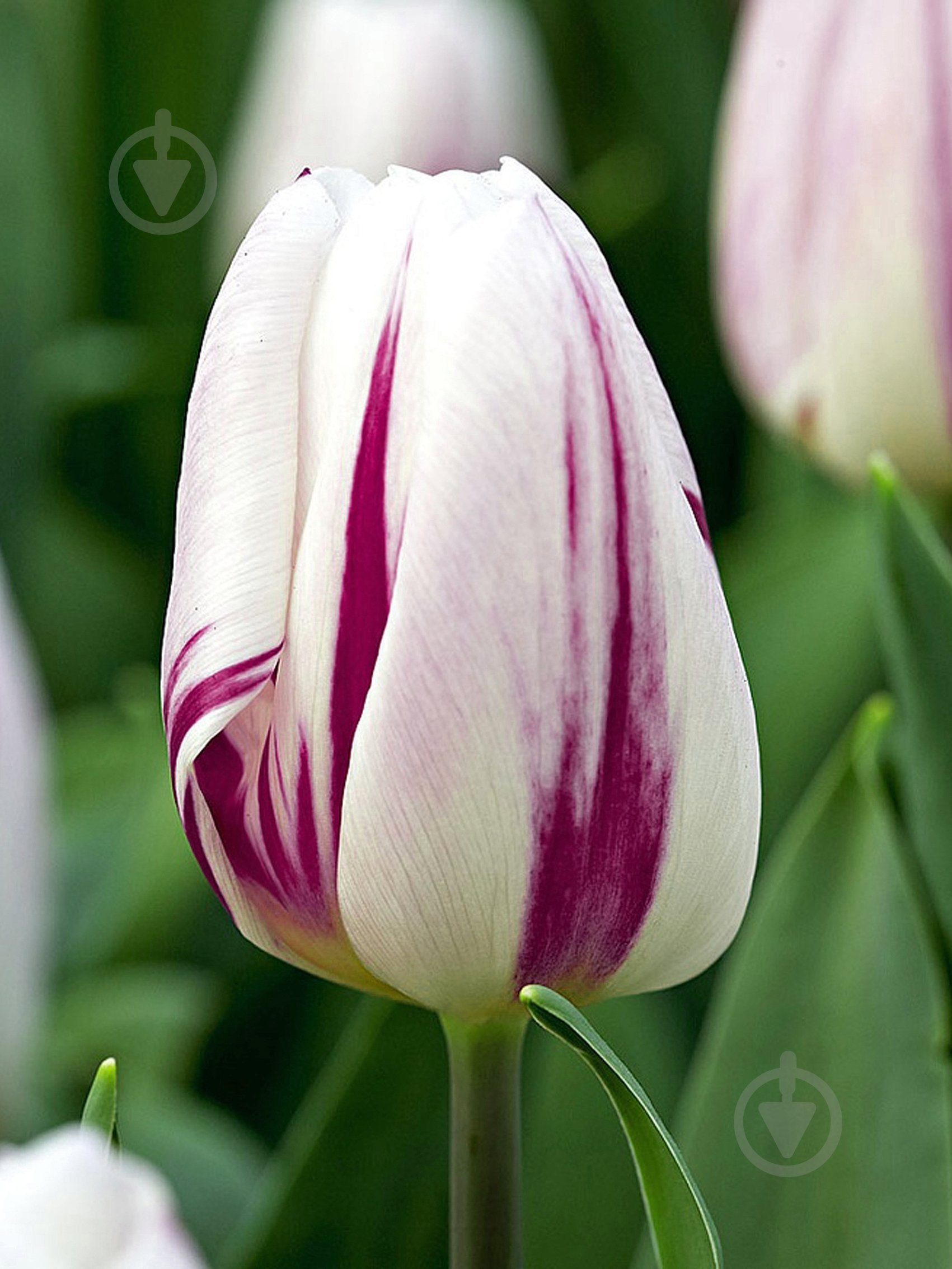 Луковица TUBERBULB Export B.V. тюльпана триумф Флеминг Флэг 3 шт. - фото 1