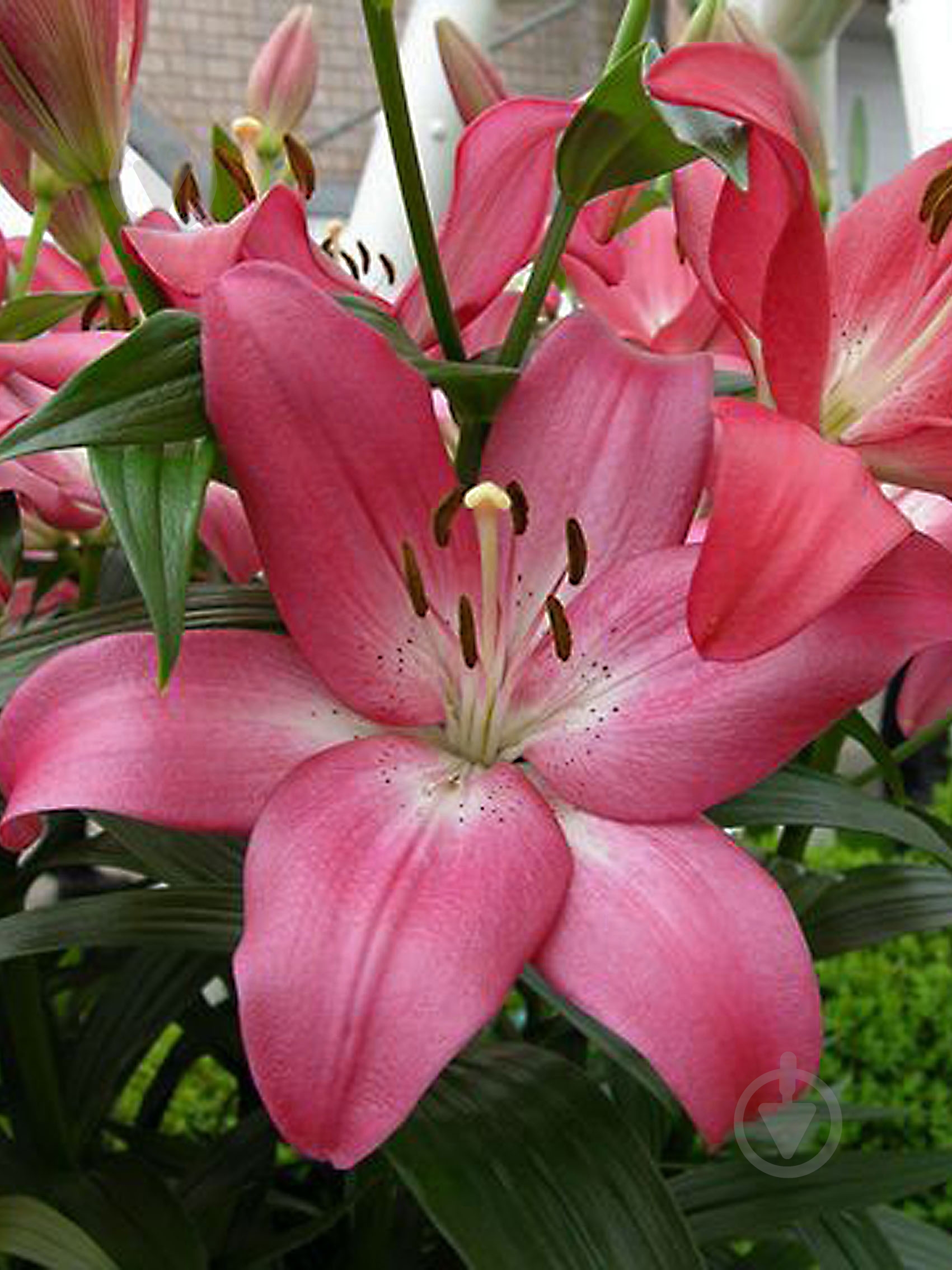 Луковица лилии ЛА Арбатакс 1 шт. - фото 1 Луковица лилии ЛА Арбатакс 1 шт. - фото 1