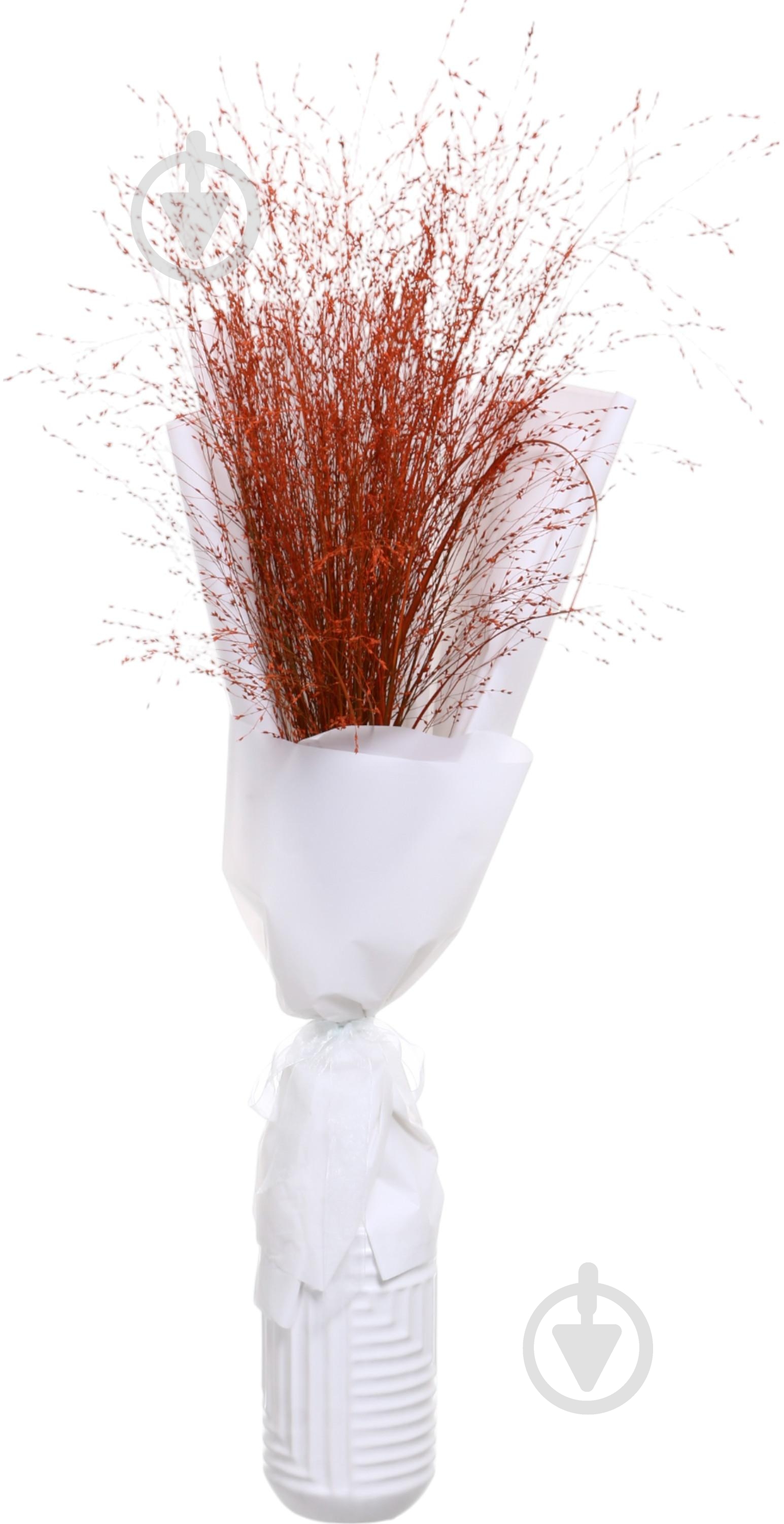 Паникум желтый/оранжевый (Нидерланды) - фото 2