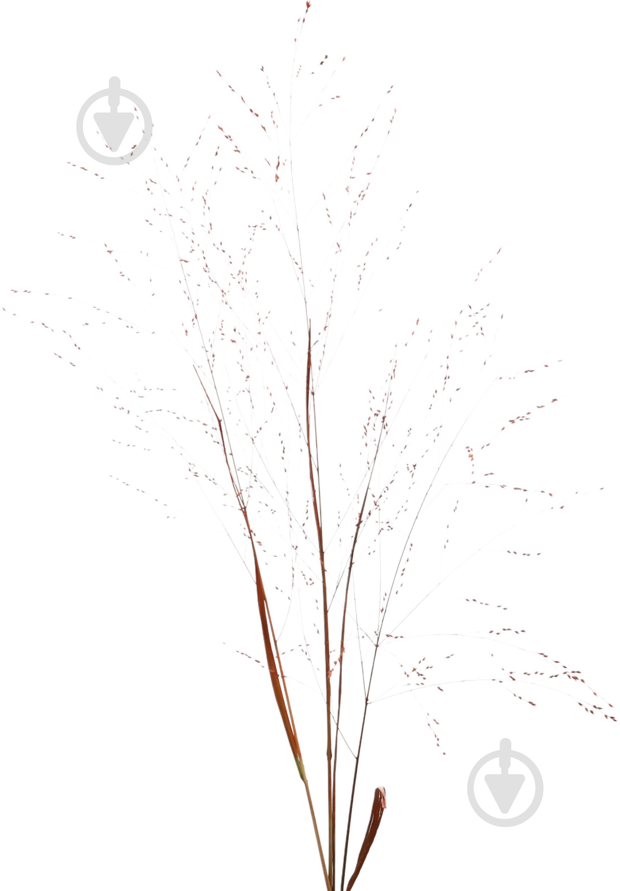 Паникум желтый/оранжевый (Нидерланды) - фото 4