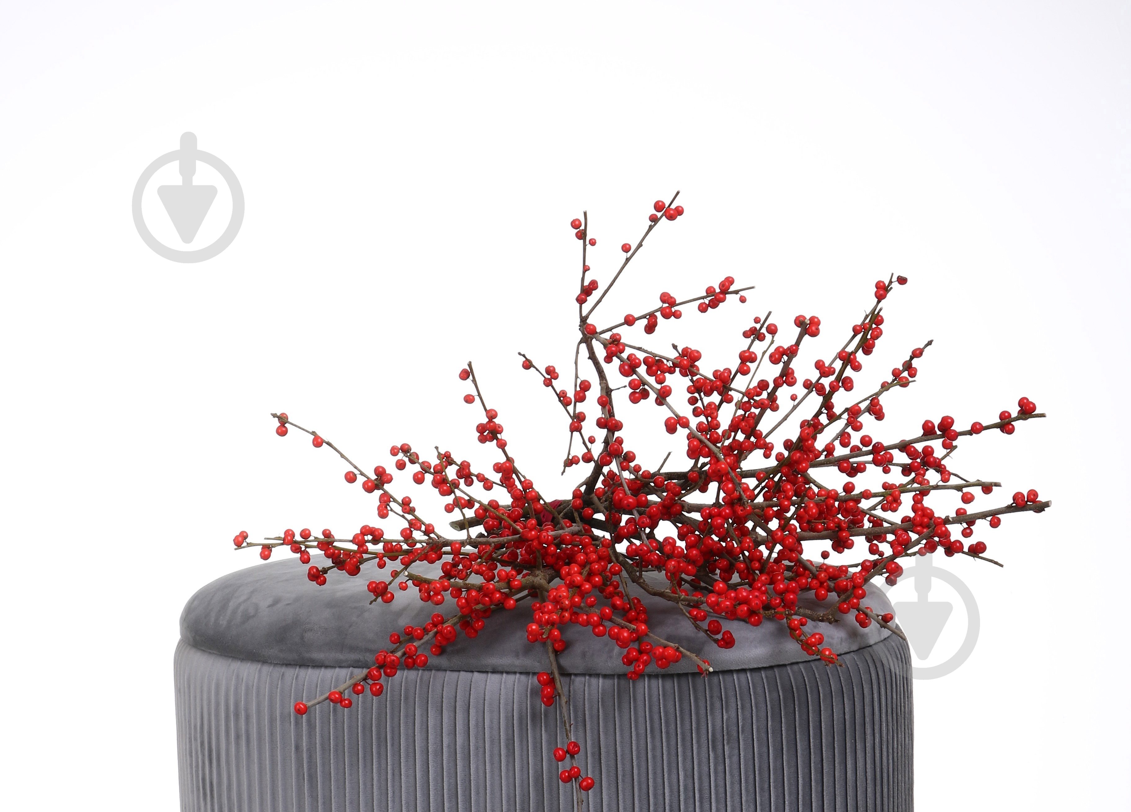 Илекс красный (Нидерланды) - фото 5 Илекс красный (Нидерланды) - фото 5