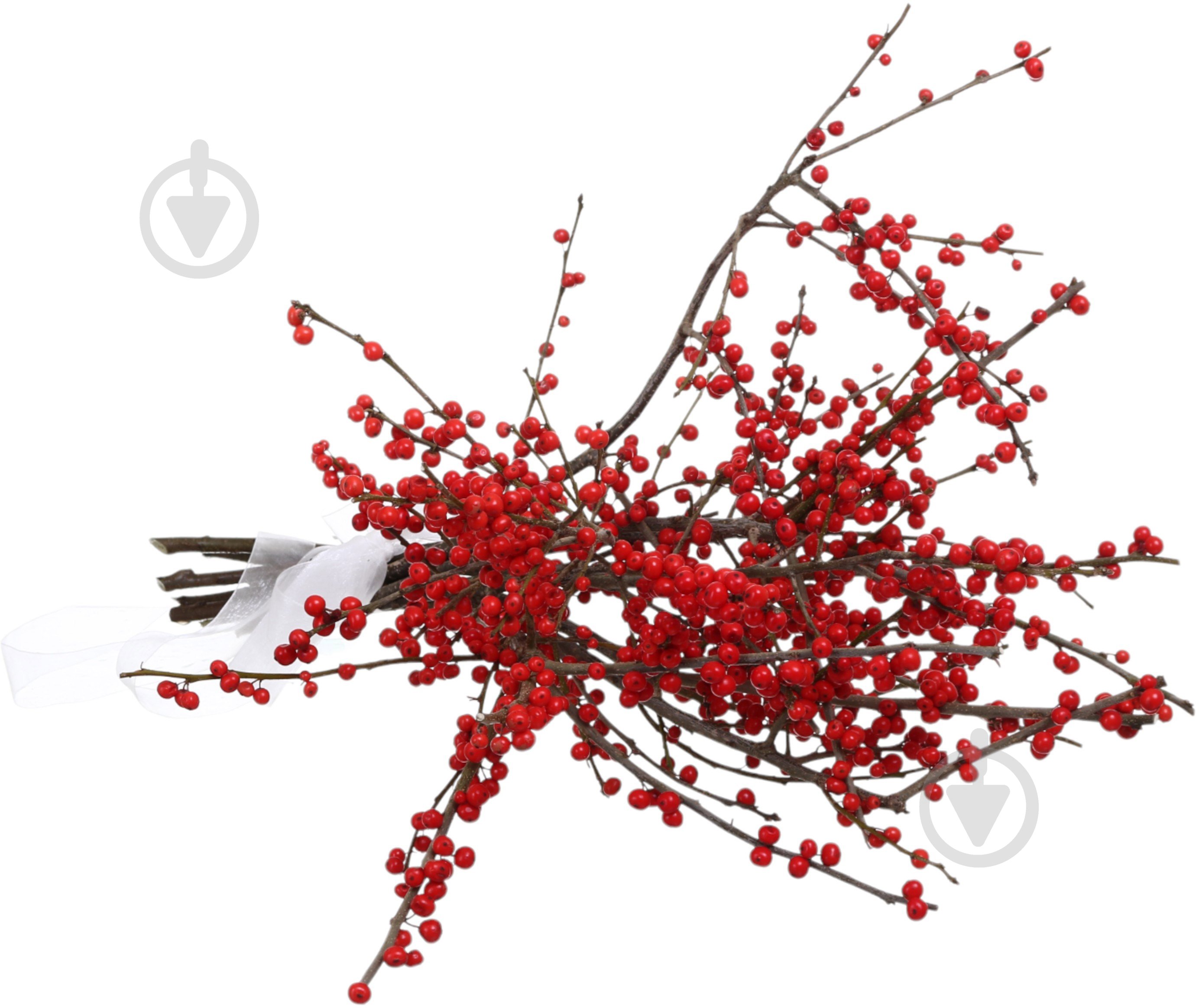 Илекс красный (Нидерланды) - фото 3 Илекс красный (Нидерланды) - фото 3