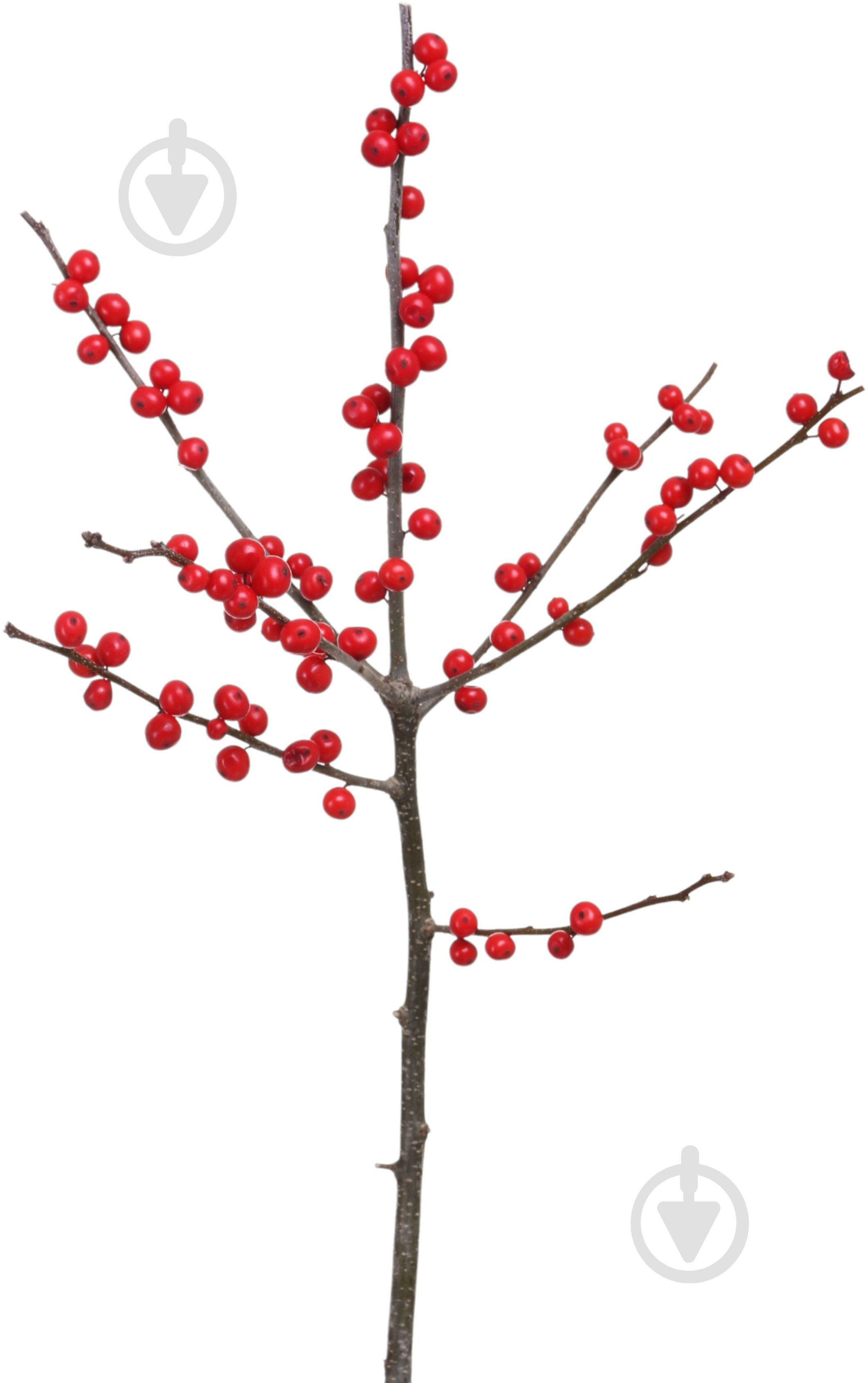 Илекс красный (Нидерланды) - фото 1 Илекс красный (Нидерланды) - фото 1