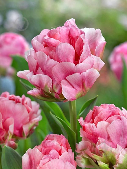 Луковица TUBERBULB Export B.V. тюльпана махрового позднего Дабл Ароса 3 шт. - фото 1 Луковица TUBERBULB Export B.V. тюльпана махрового позднего Дабл Ароса 3 шт. - фото 1