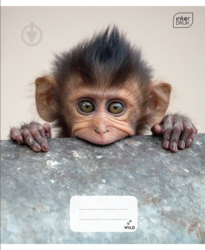 Тетрадь школьная А5 12 листов в клетку Wild Collection 4 ассортимент InterDRUK - фото 1 Тетрадь школьная А5 12 листов в клетку Wild Collection 4 ассортимент InterDRUK - фото 1