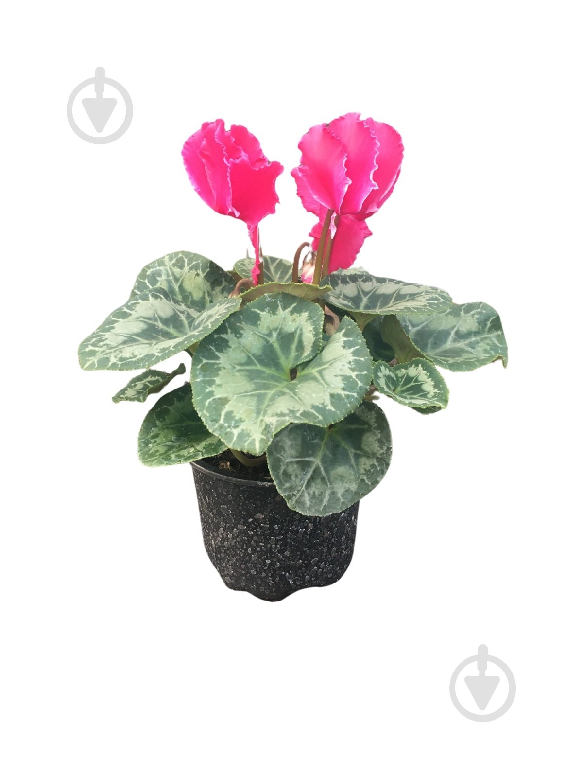 Растение цикламен d12 - фото 8