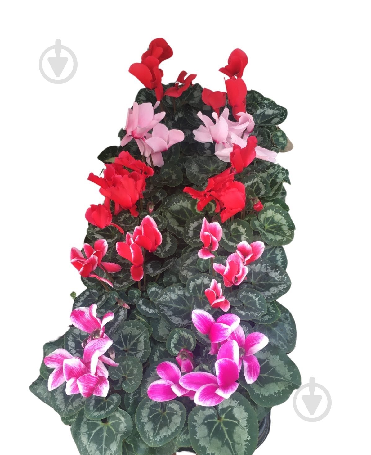 Растение цикламен d12 - фото 2