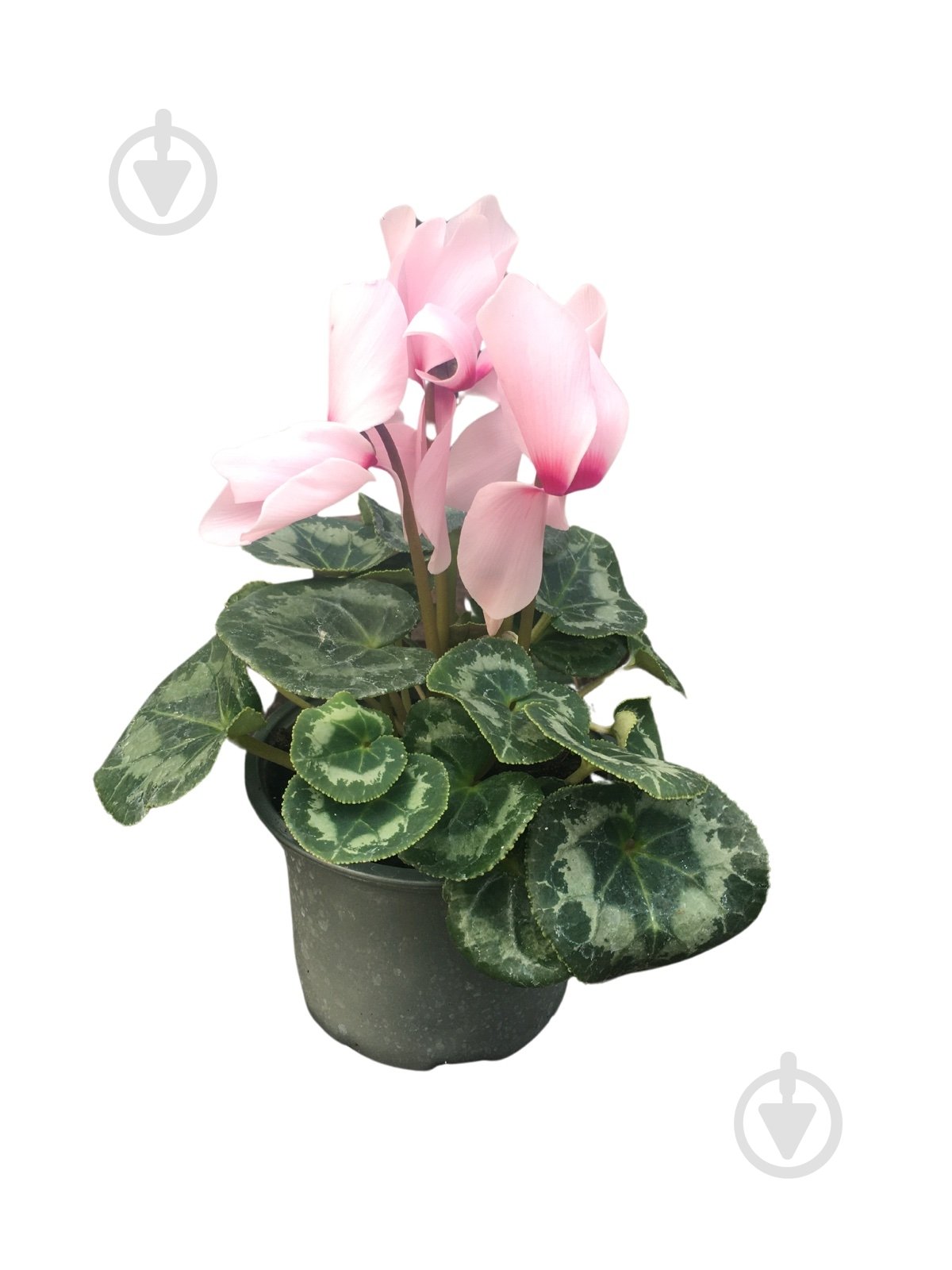 Растение цикламен d12 - фото 7