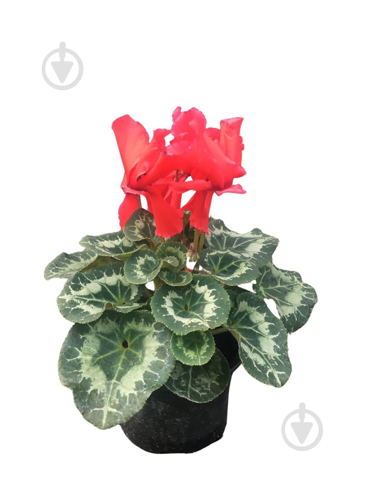 Растение цикламен d12 - фото 4