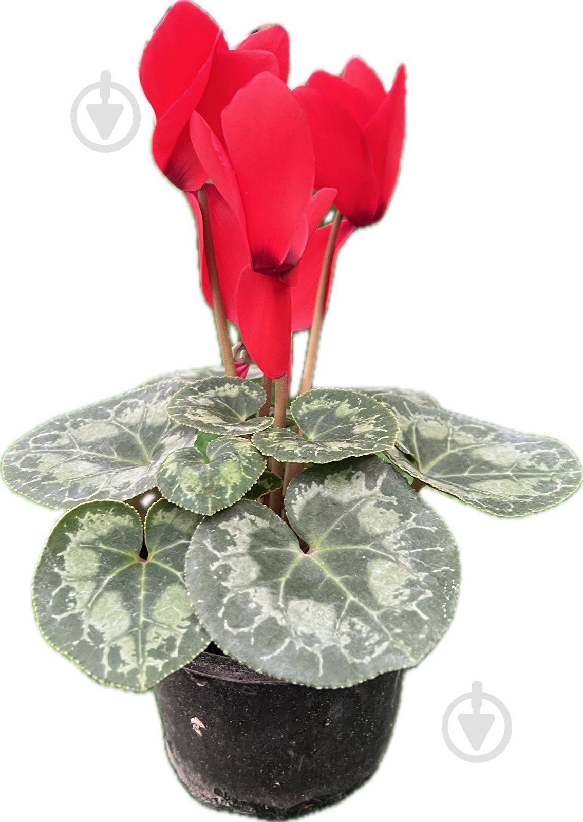 Растение цикламен d12 - фото 6