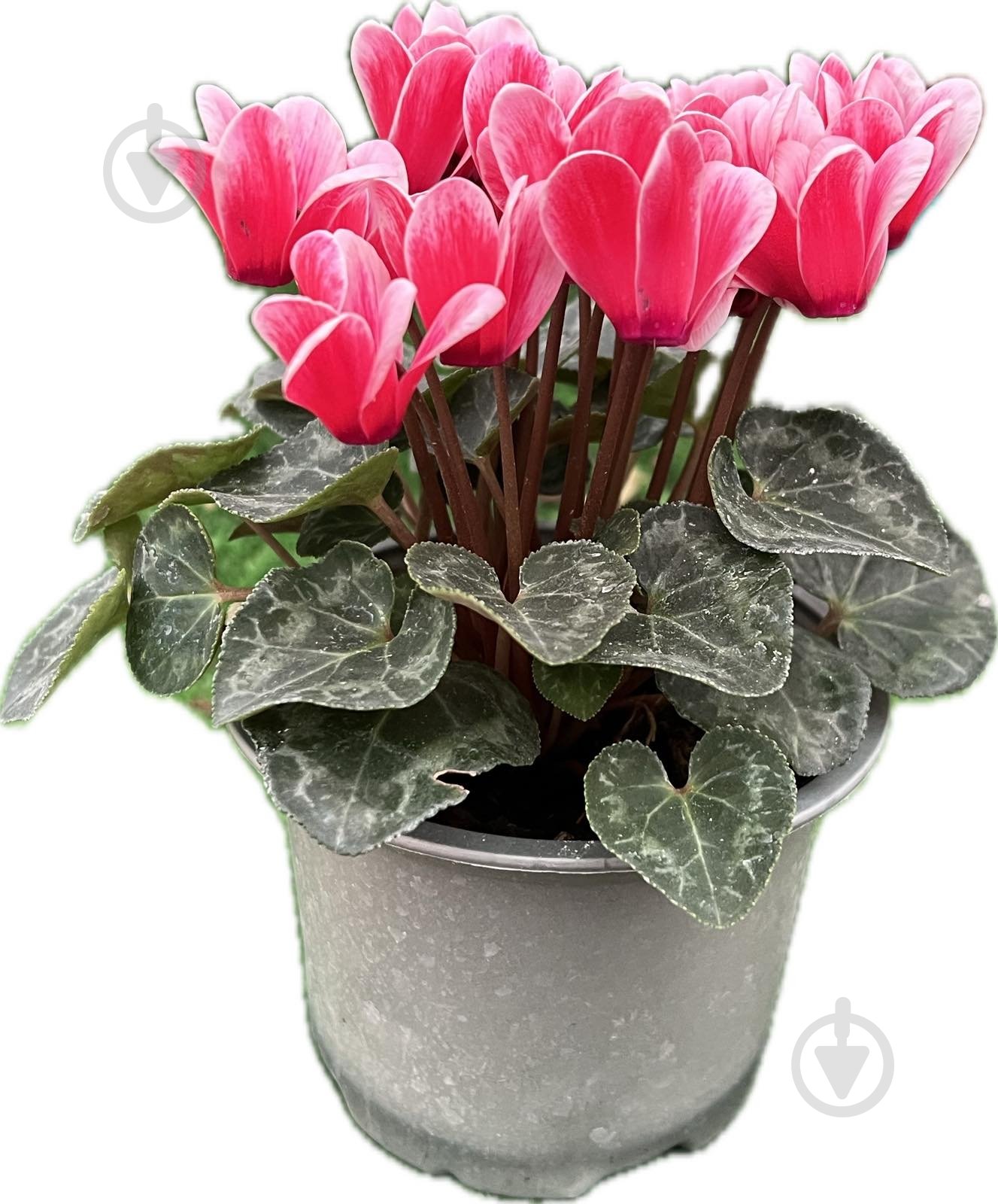 Растение цикламен d12 - фото 5